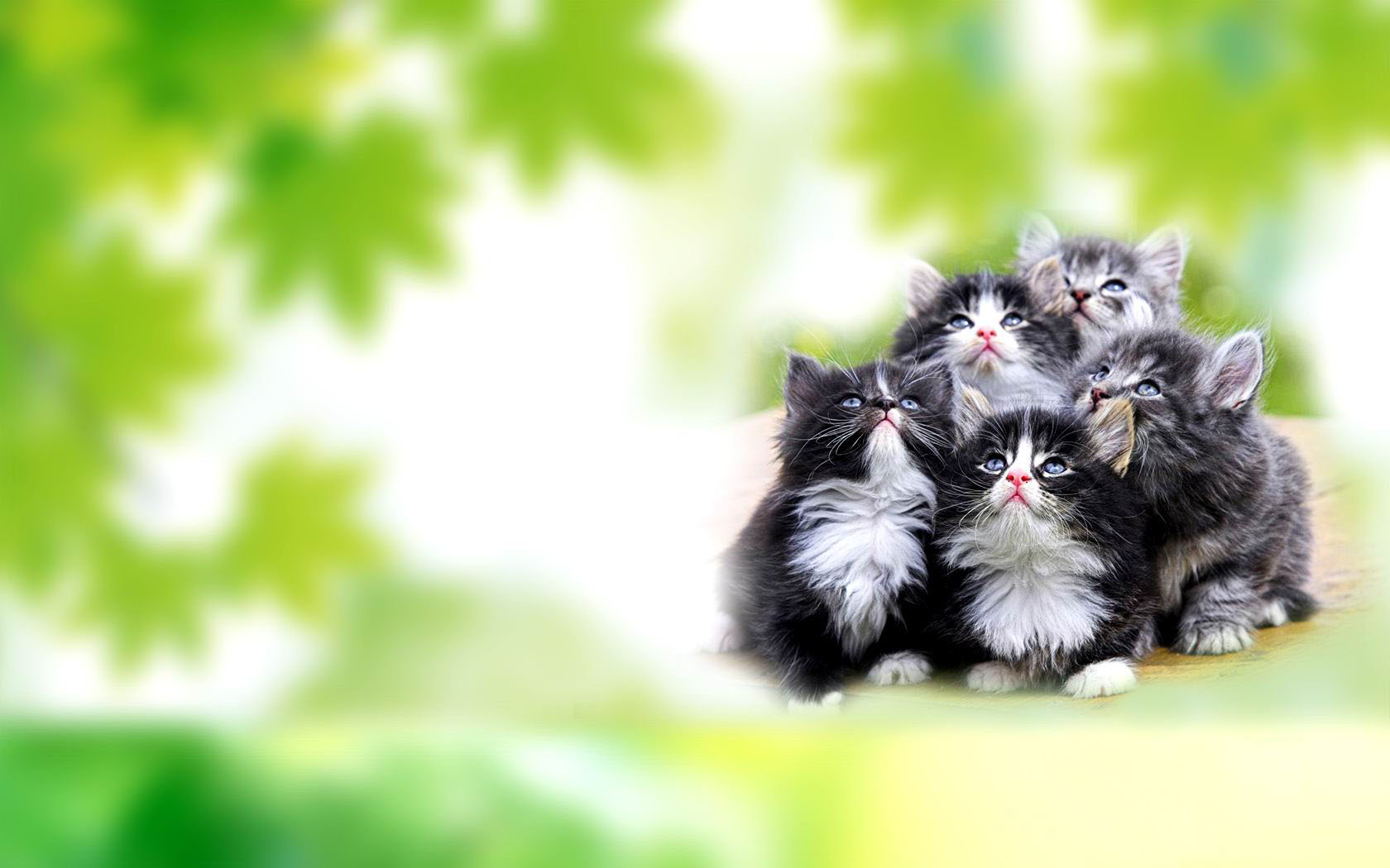 A litter of cats cute desktop wallpaper
