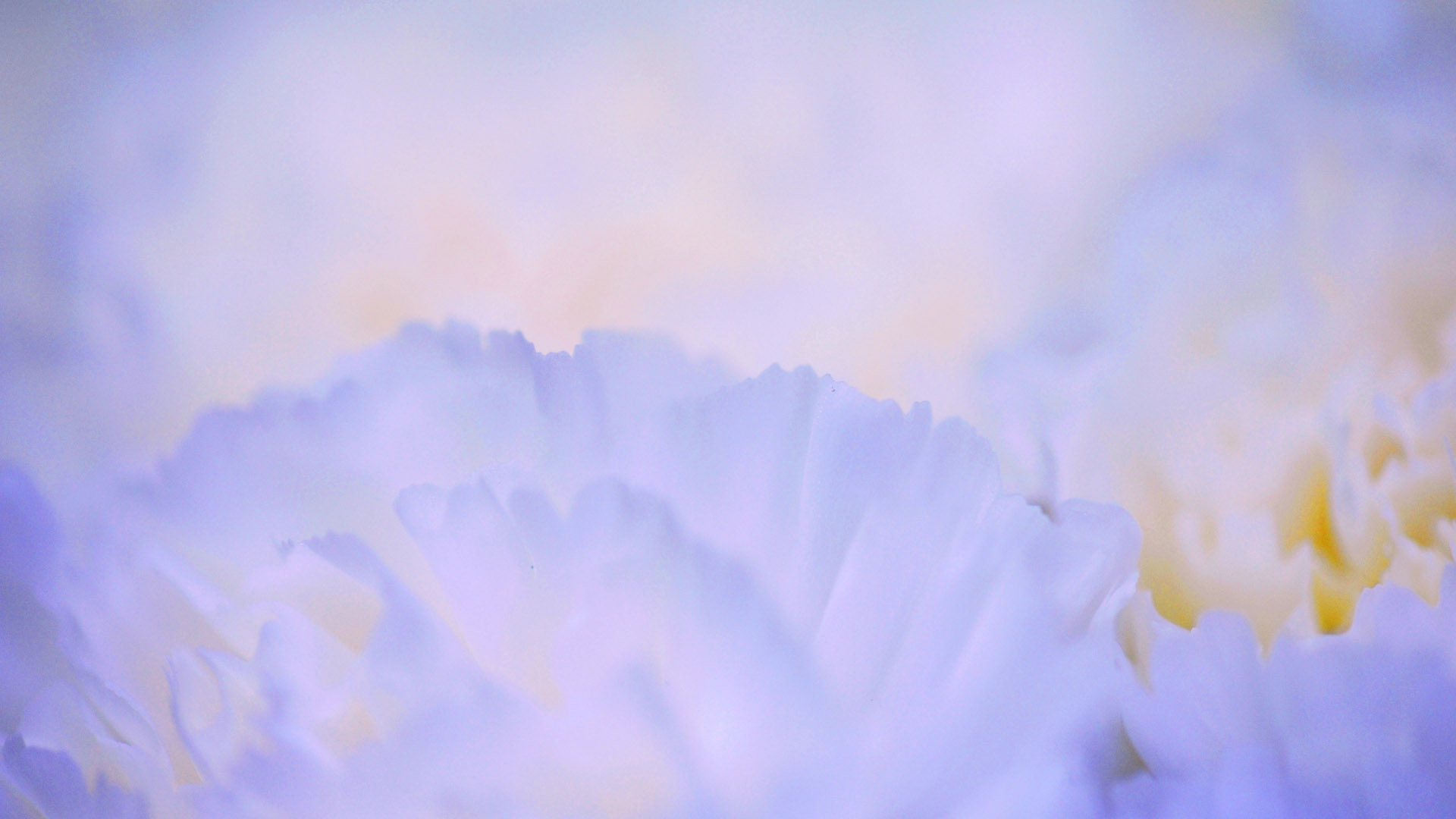 lavender floral desktop background