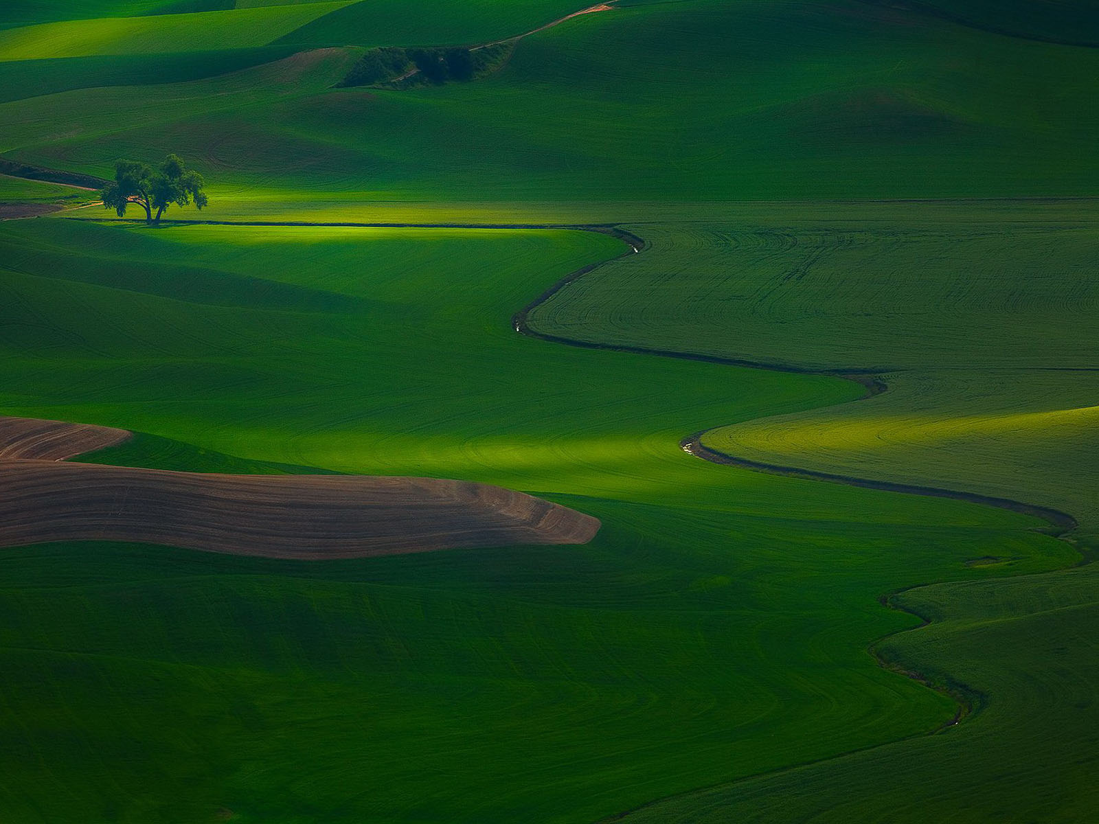 green grassland desktop background
