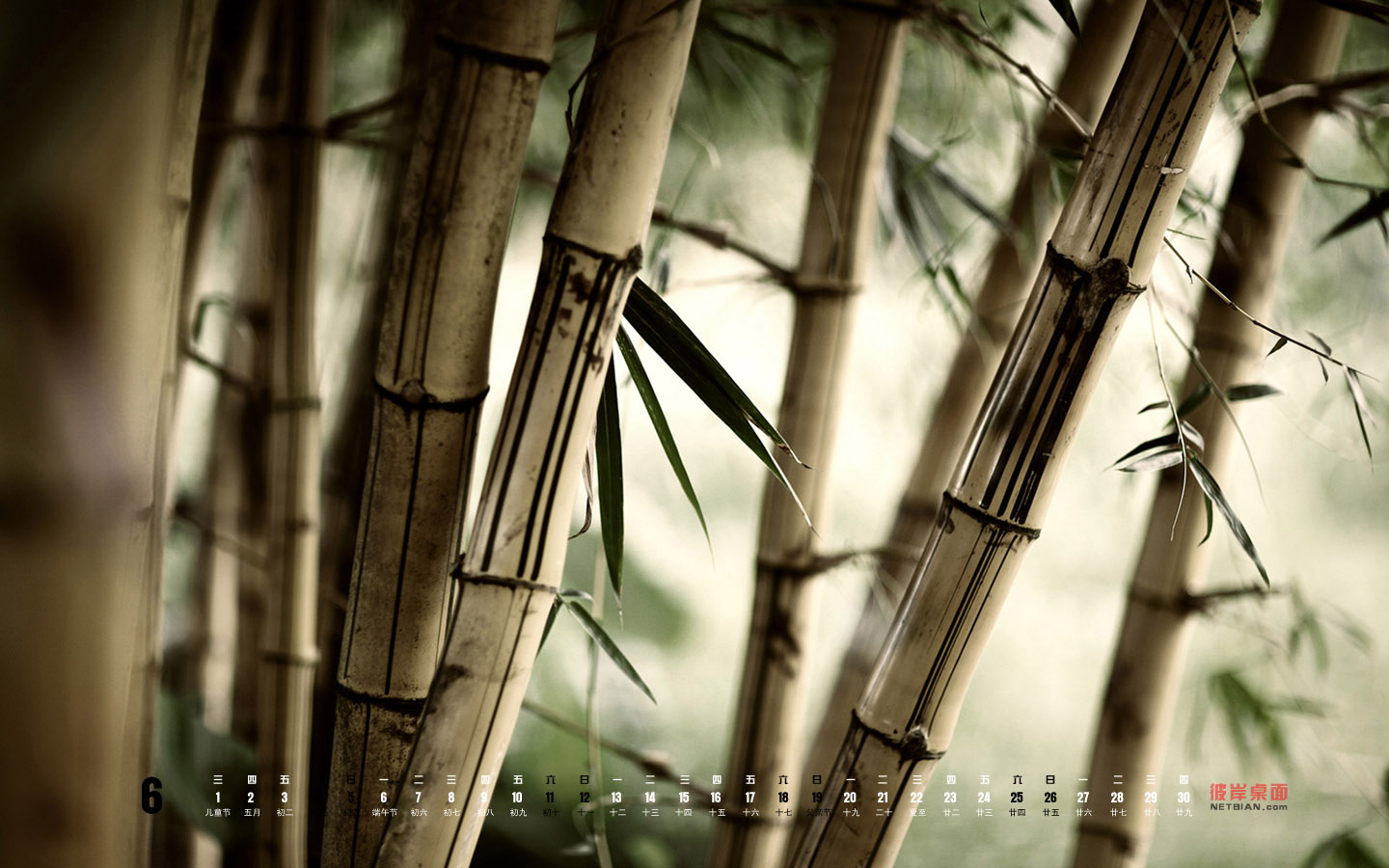 Beautiful Bamboo June 2011 Calendar Wallpaper