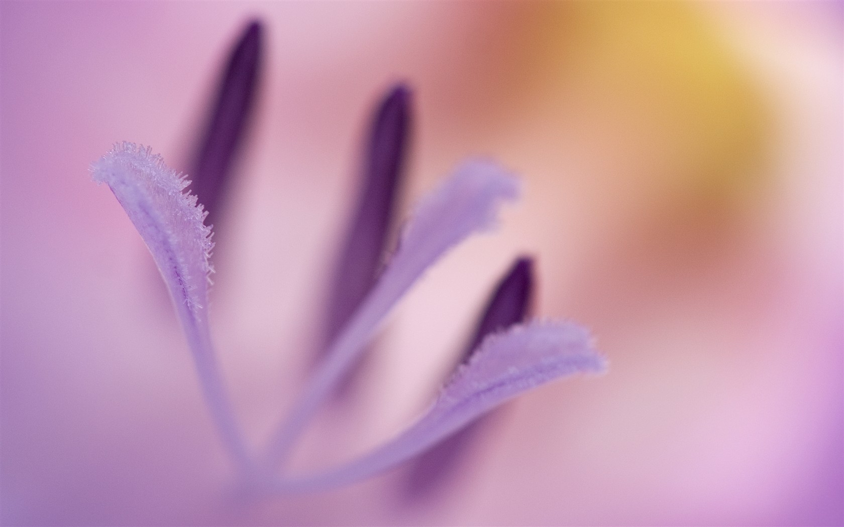 Purple Flower Wallpaper HD