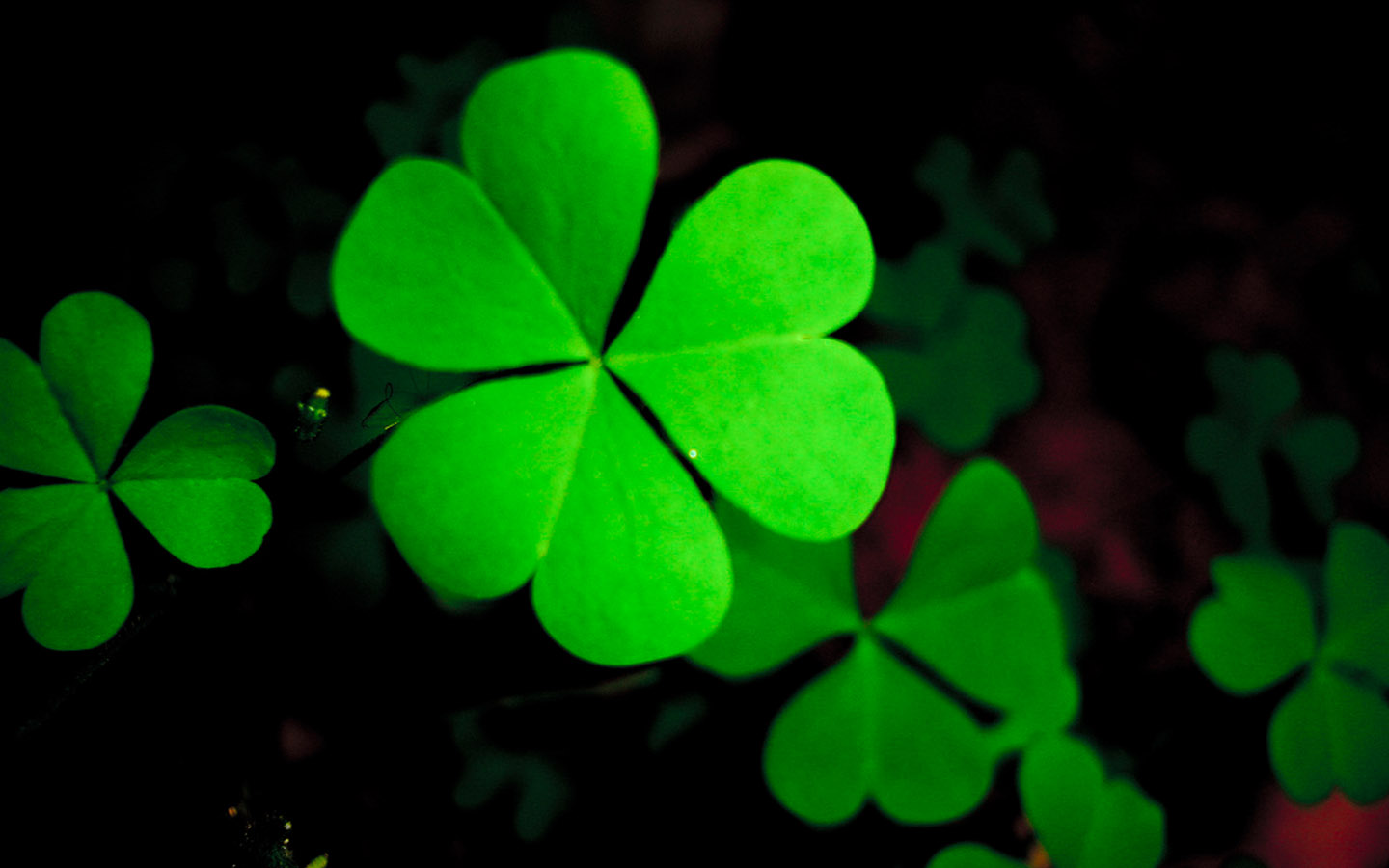 Lucky Clover Desktop Wallpaper