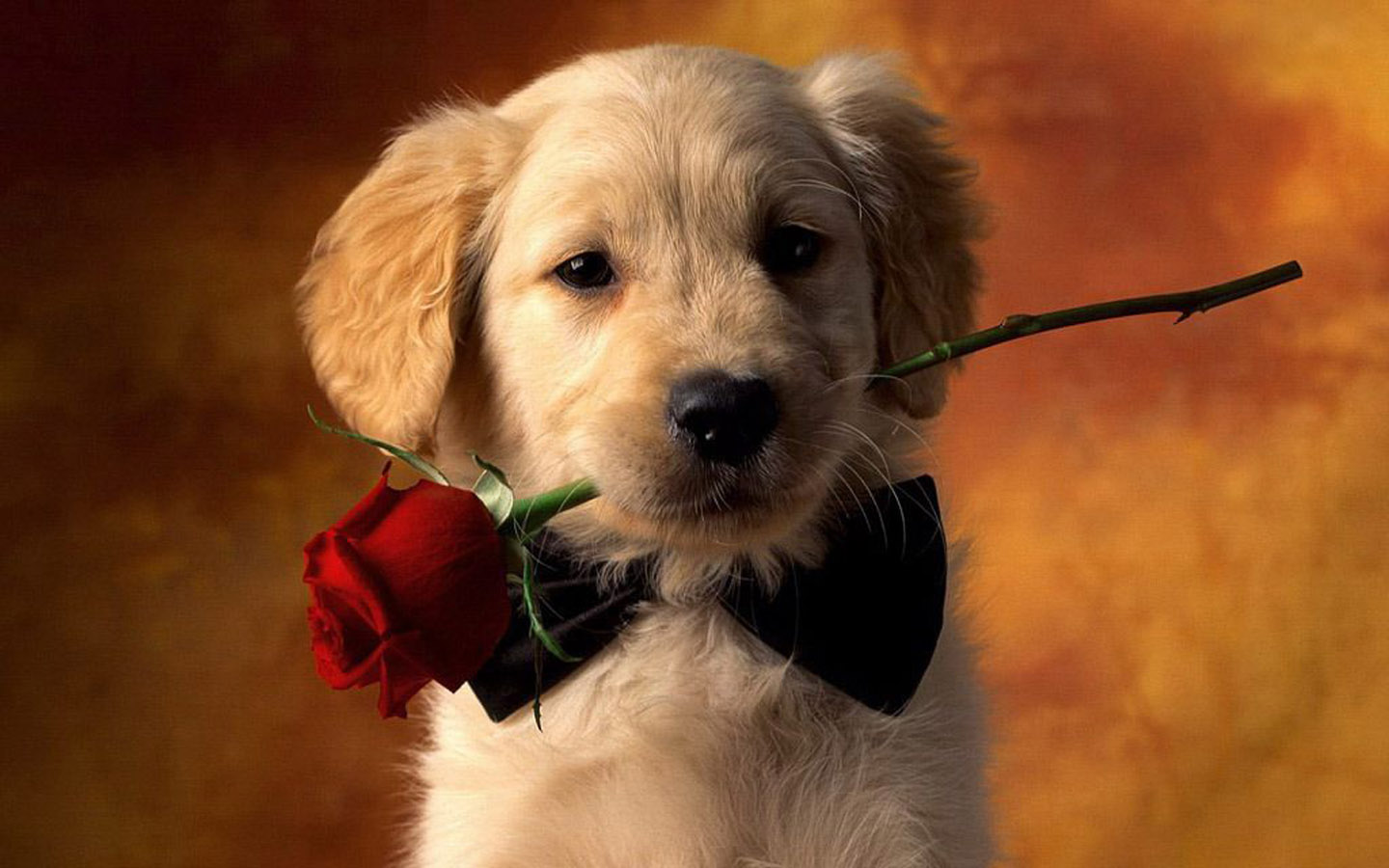 Dog with rose wallpaper