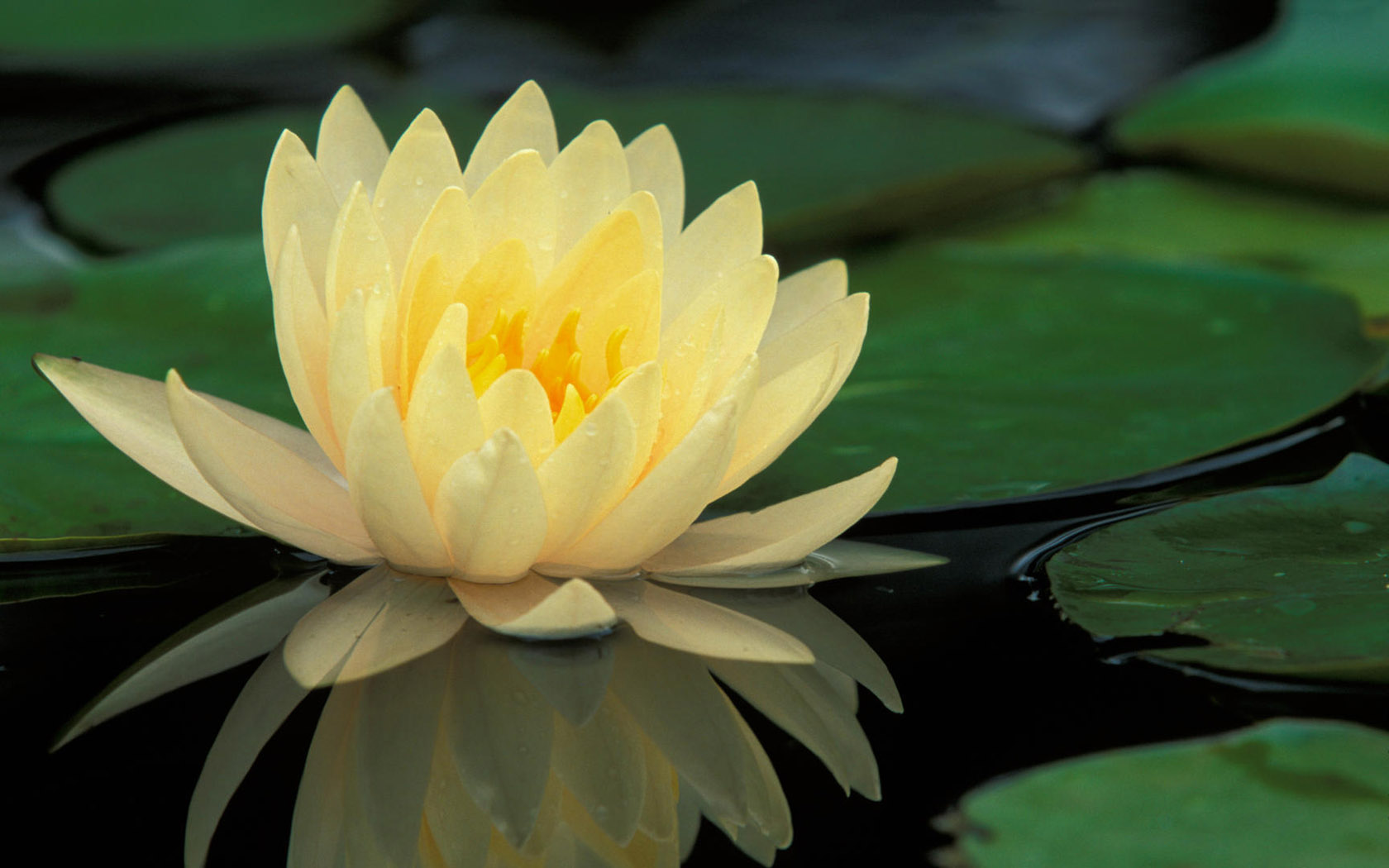 Water Lotus Desktop Wallpaper