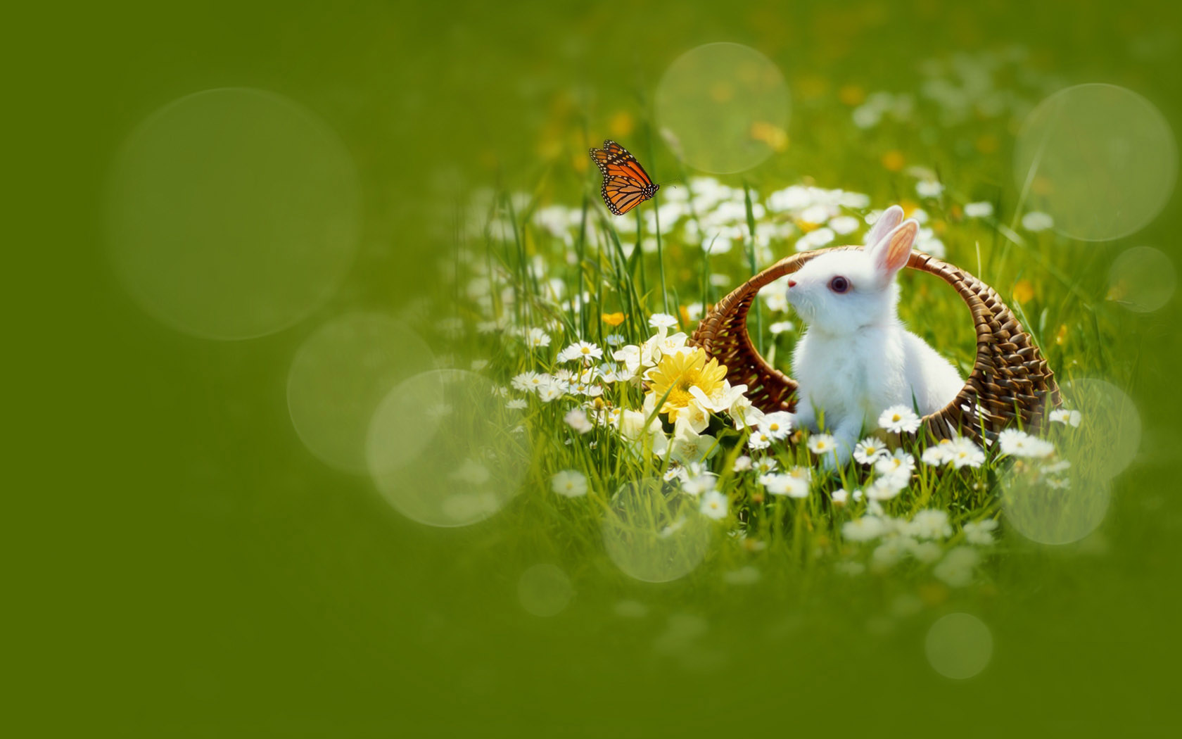 Curious little white rabbit desktop wallpaper