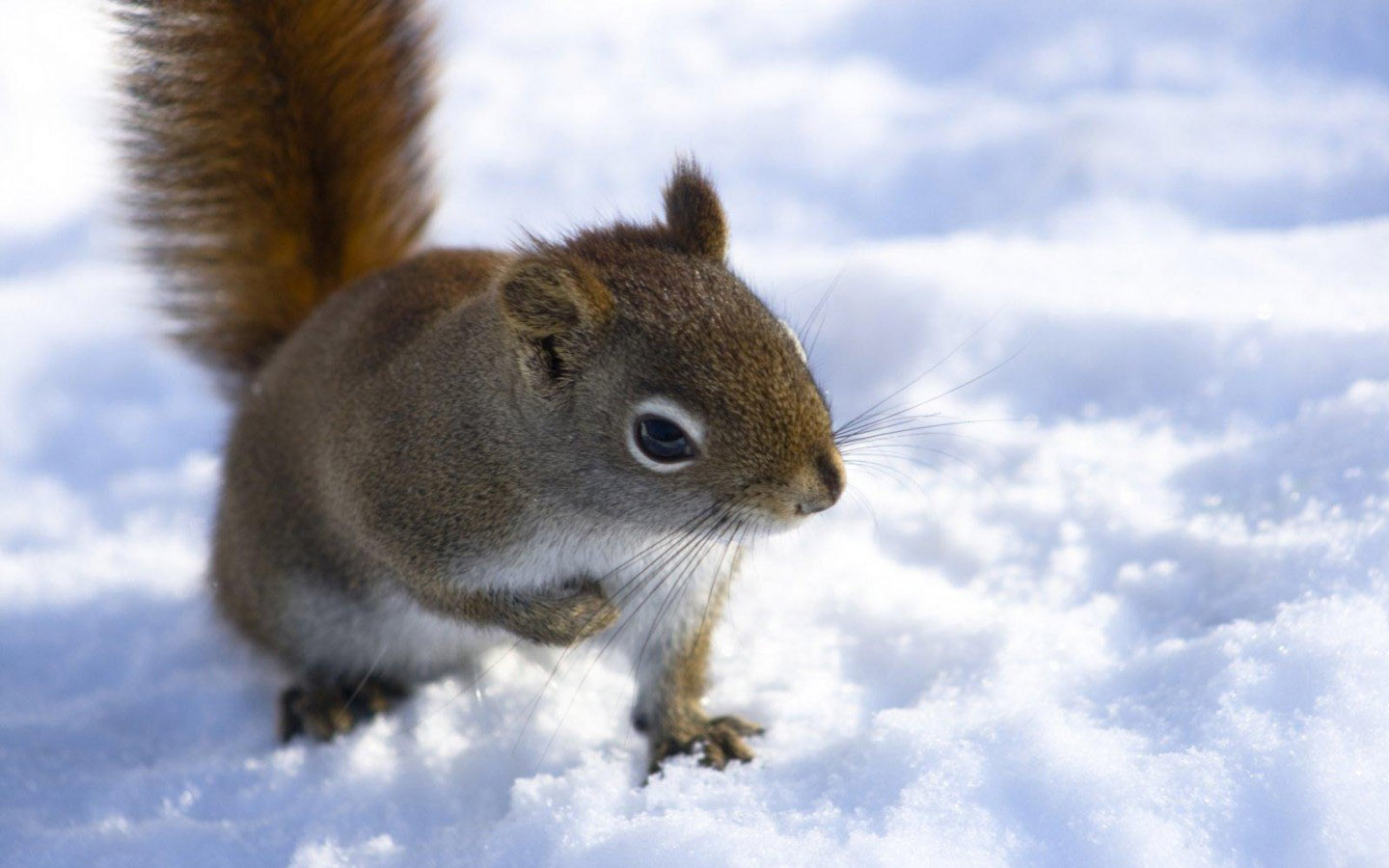 Cute little squirrel desktop wallpaper in the snow