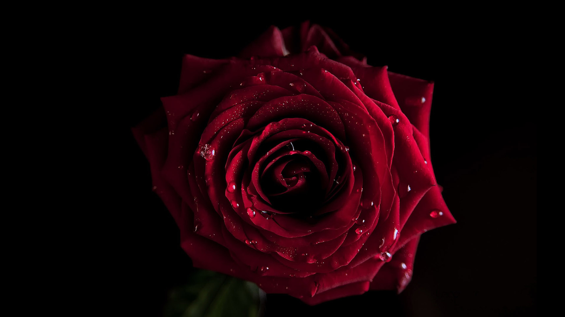 High Definition Rose Desktop Picture