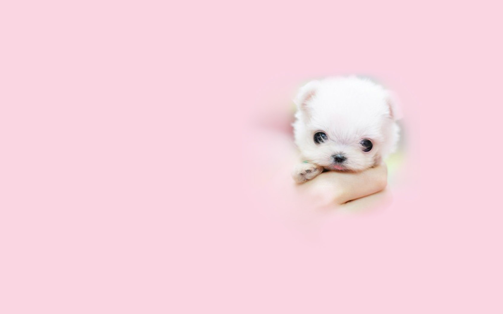 Super cute animal desktop wallpaper