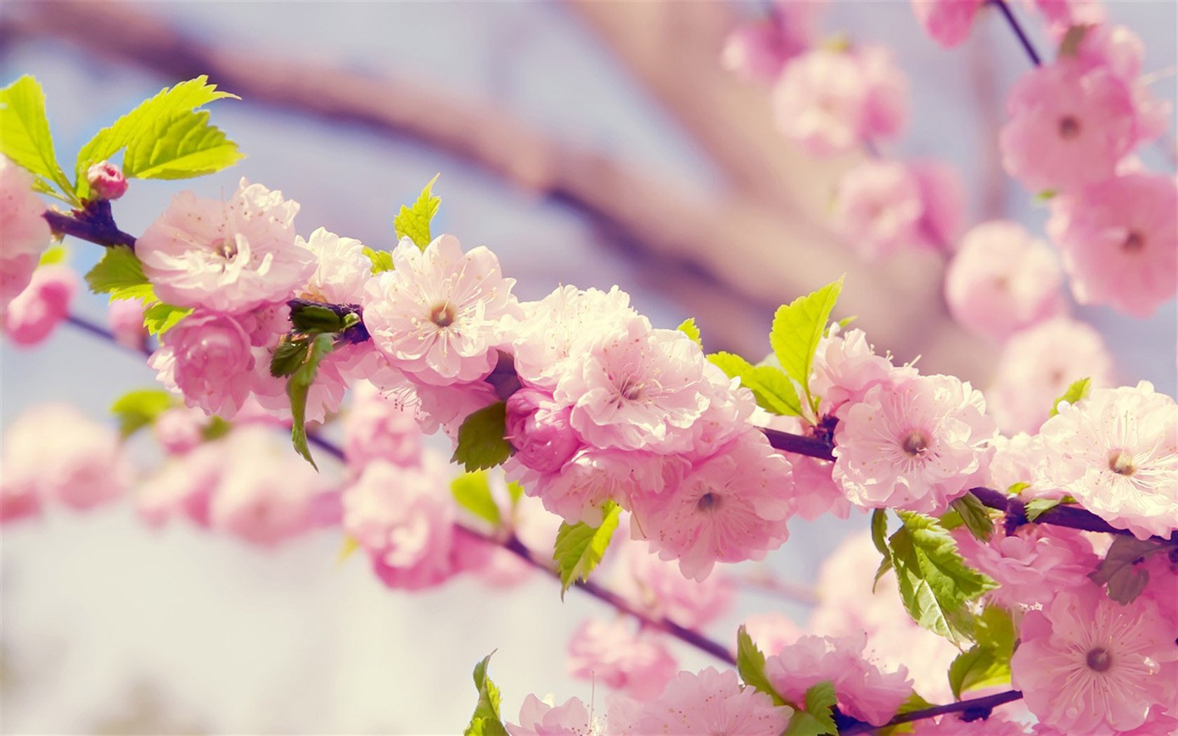 March peach blossom landscape picture wallpaper