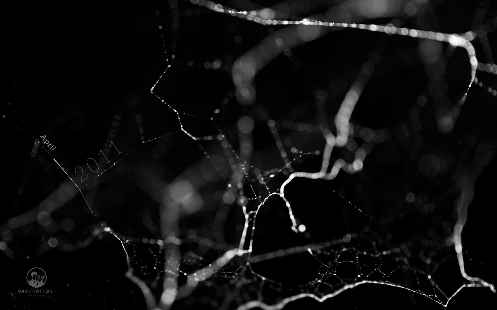 Black spider web desktop wallpaper