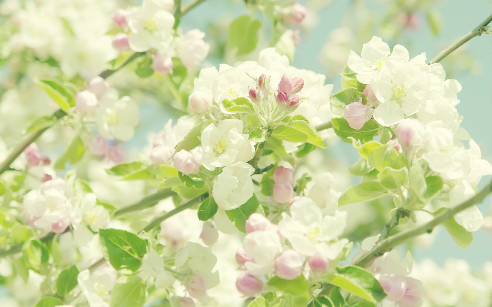 Pear Blossom HD Wallpaper
