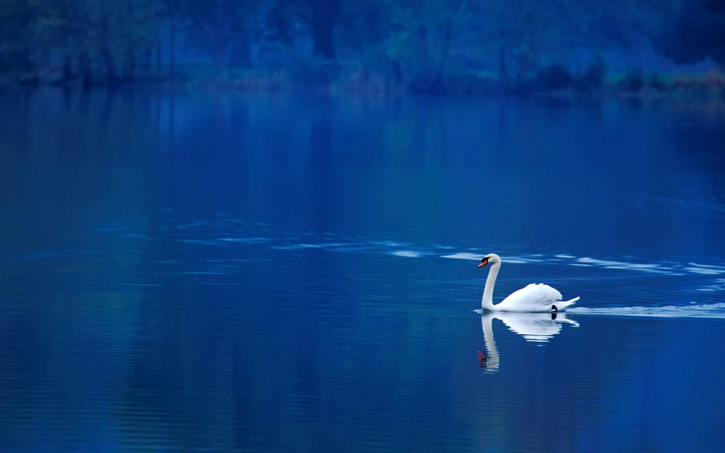 Quiet lake, beautiful white swan desktop wallpaper