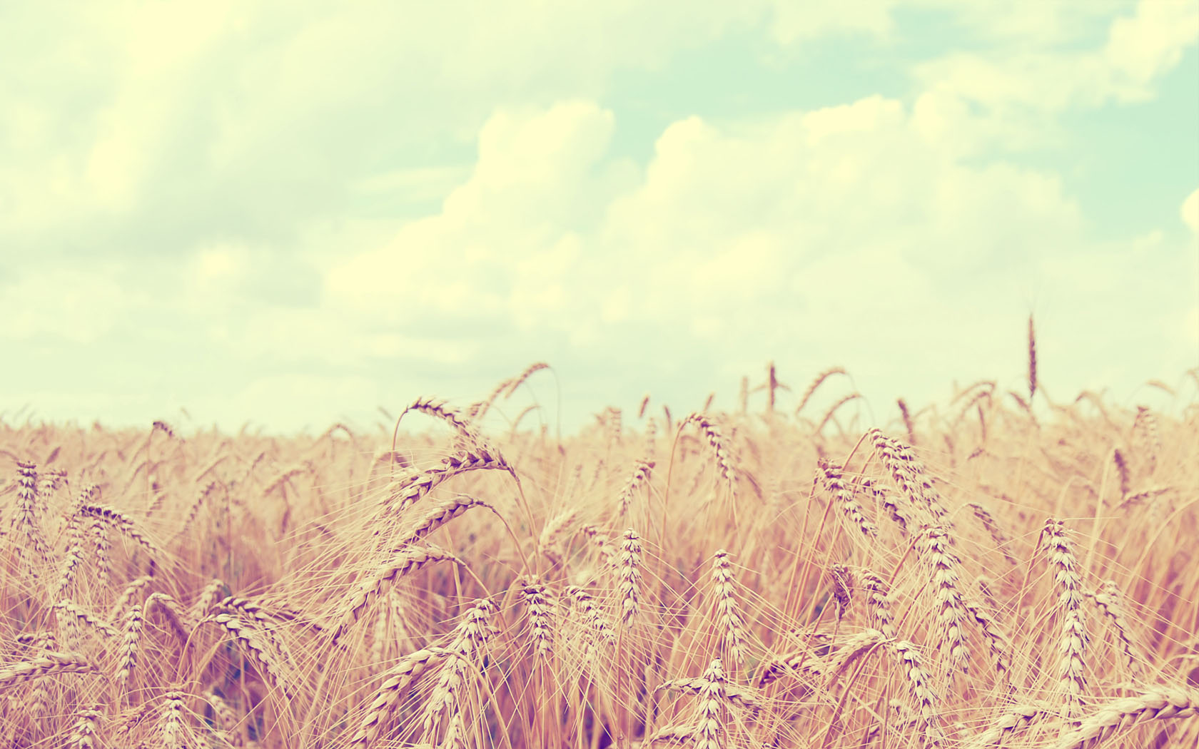 Wheat Scenery Wallpaper