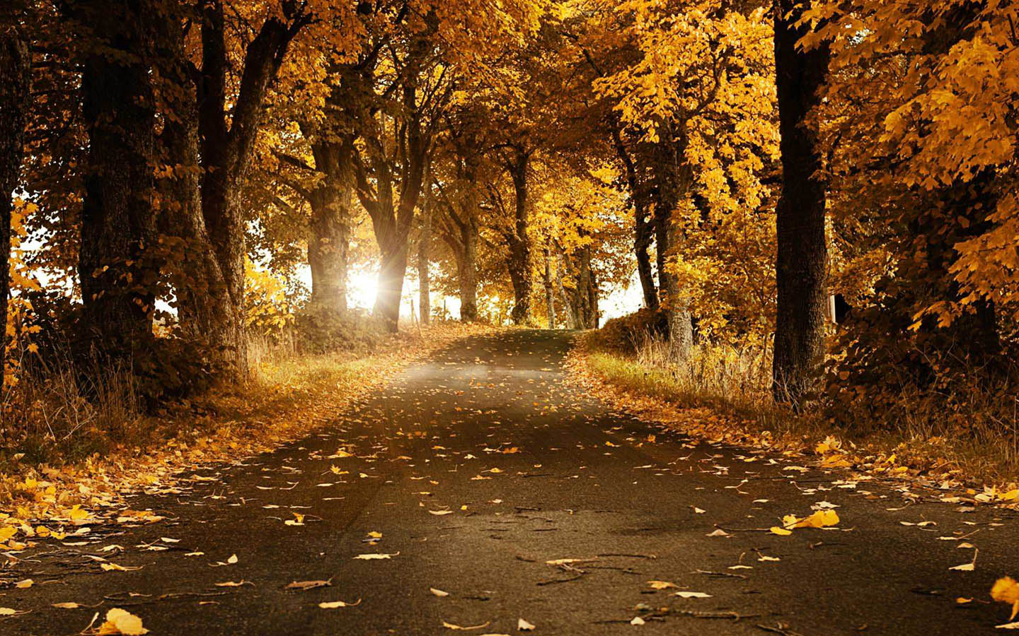 Autumn Road Landscape Wallpaper