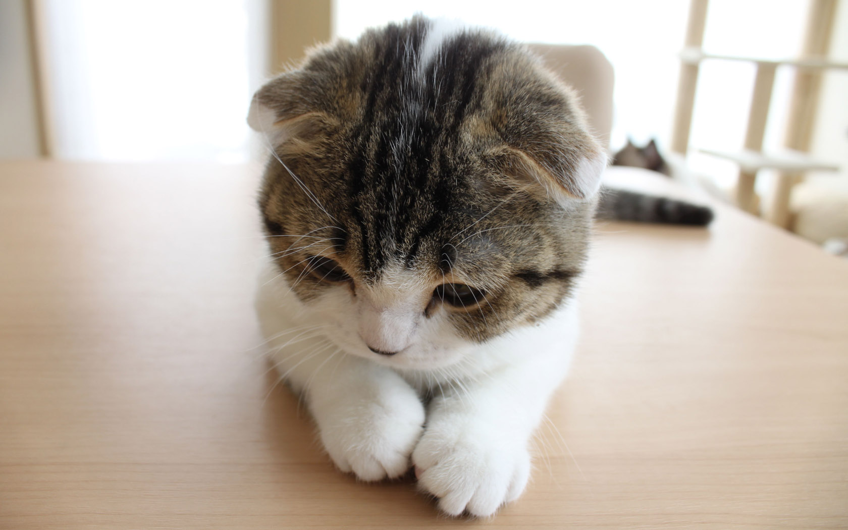 cute kitten desktop background picture