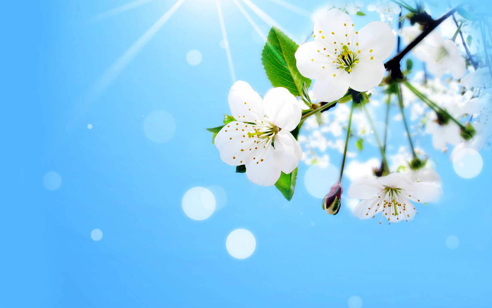beautiful spring desktop background picture