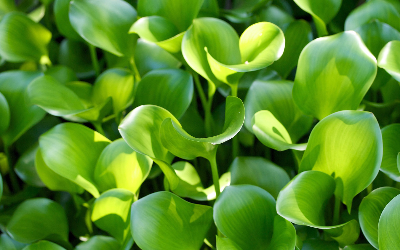 HD green plant desktop background