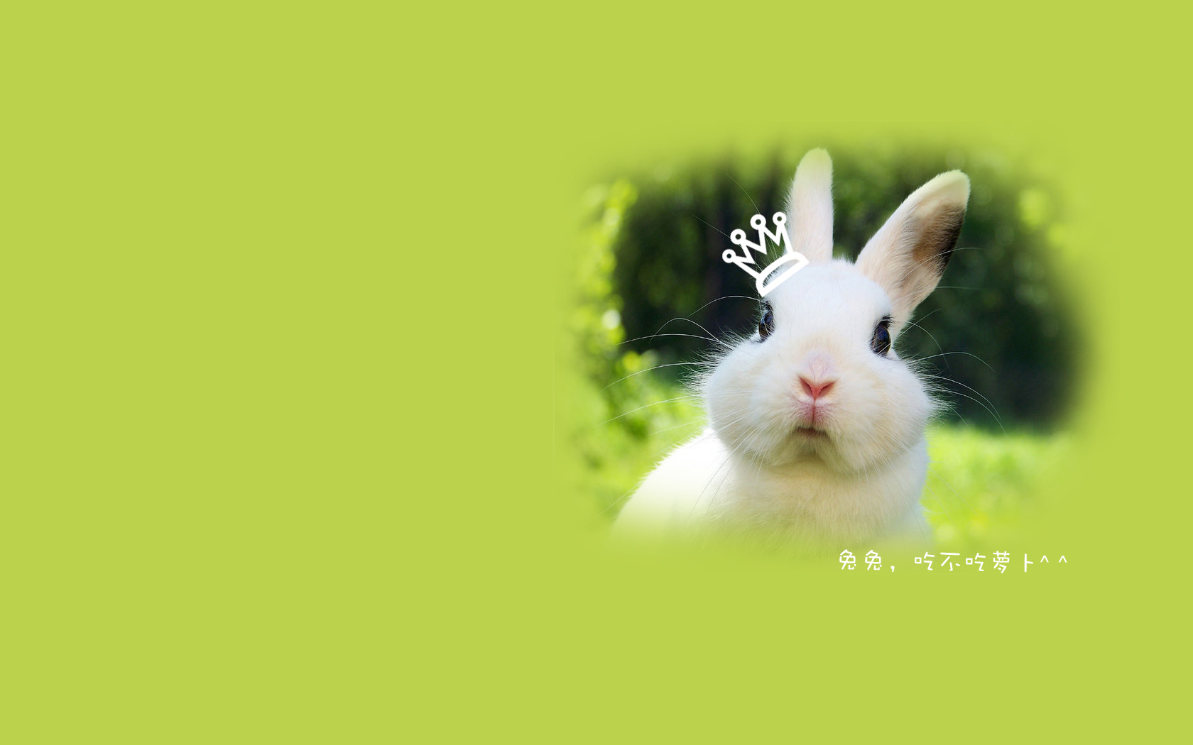 Cute Little White Rabbit Desktop Wallpaper