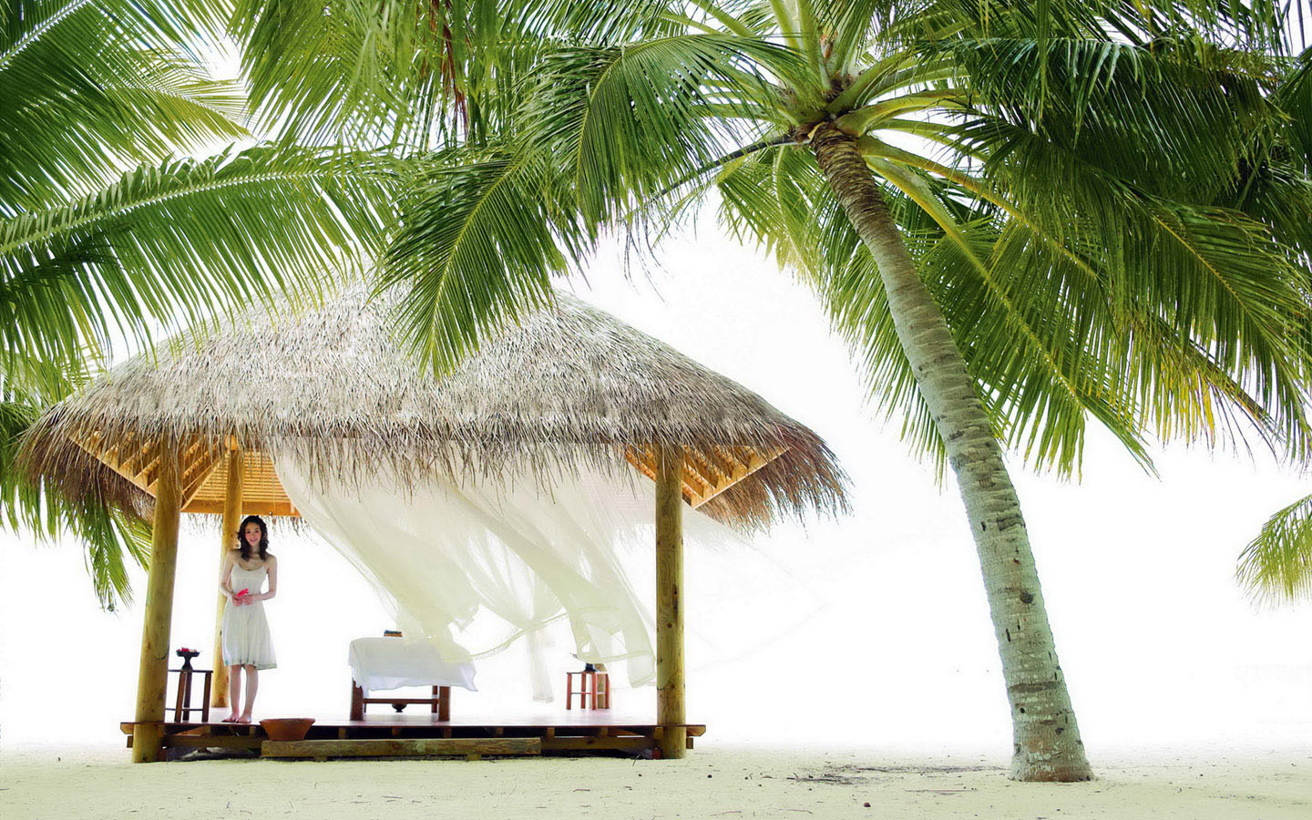 Seaside Coconut Tree Landscape Desktop Background