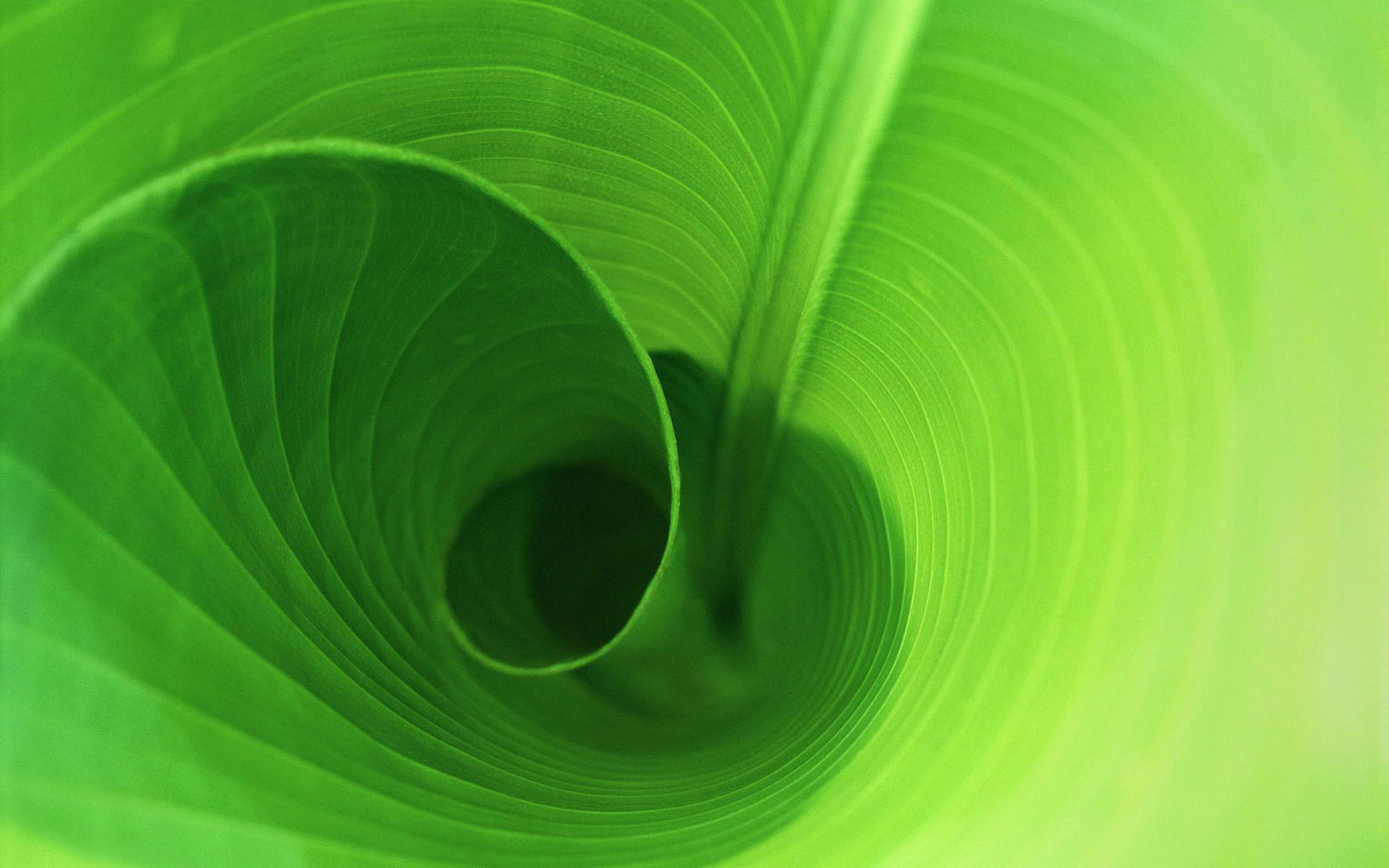 green banana leaf desktop wallpaper