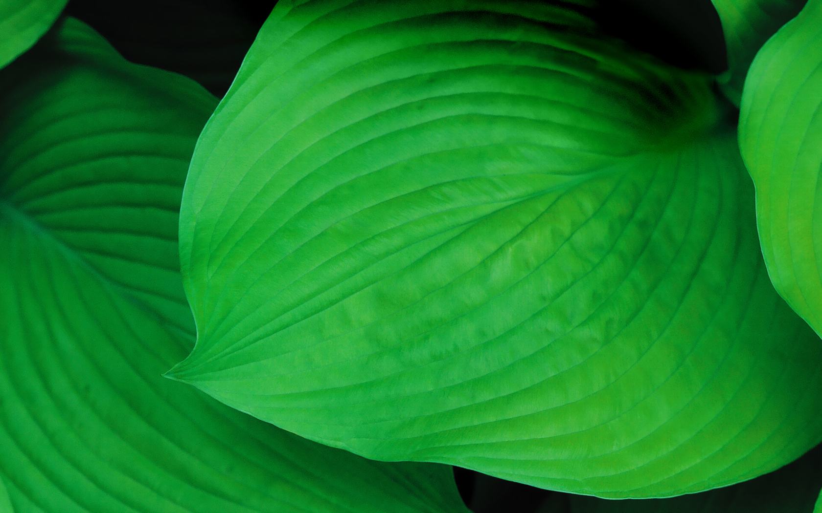 Seductive green leaf computer desktop wallpaper