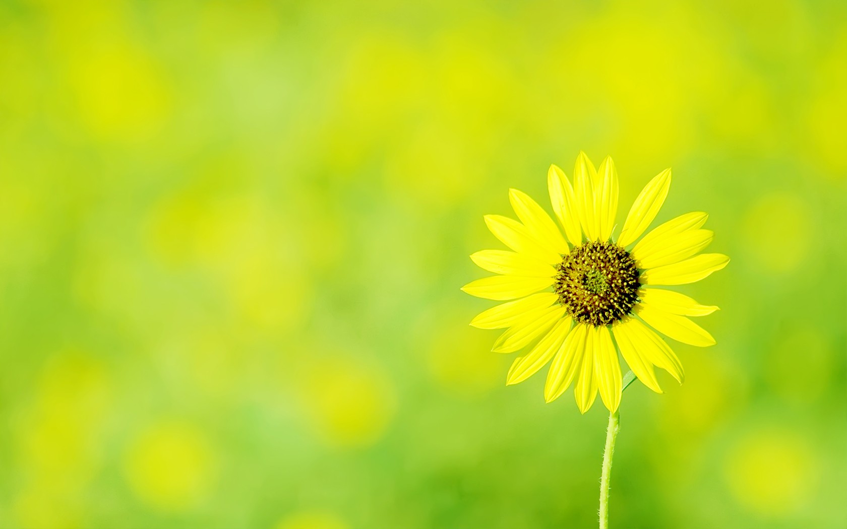 Sunflower desktop wallpaper
