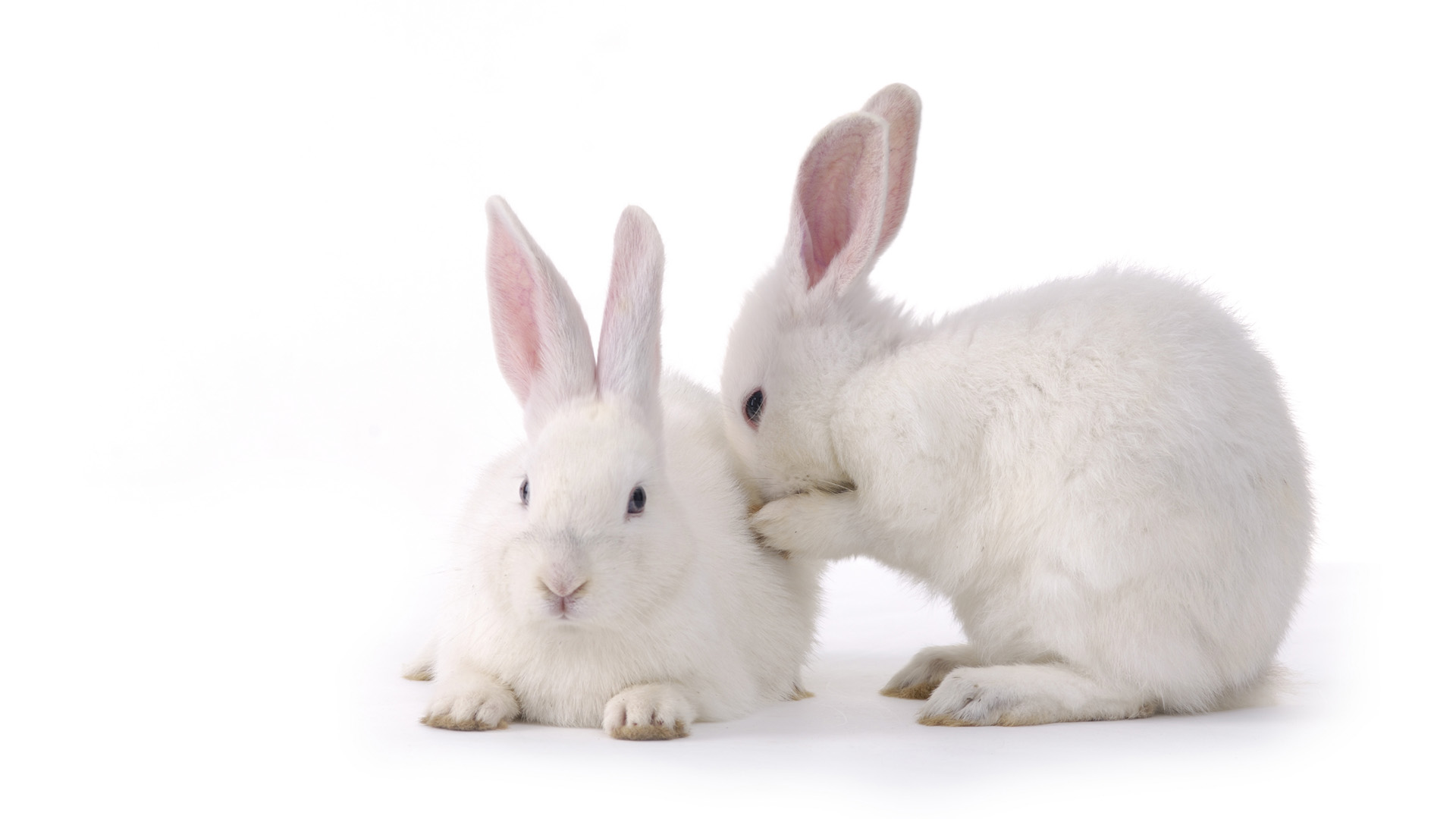 Two Cute Rabbit Desktop Wallpaper