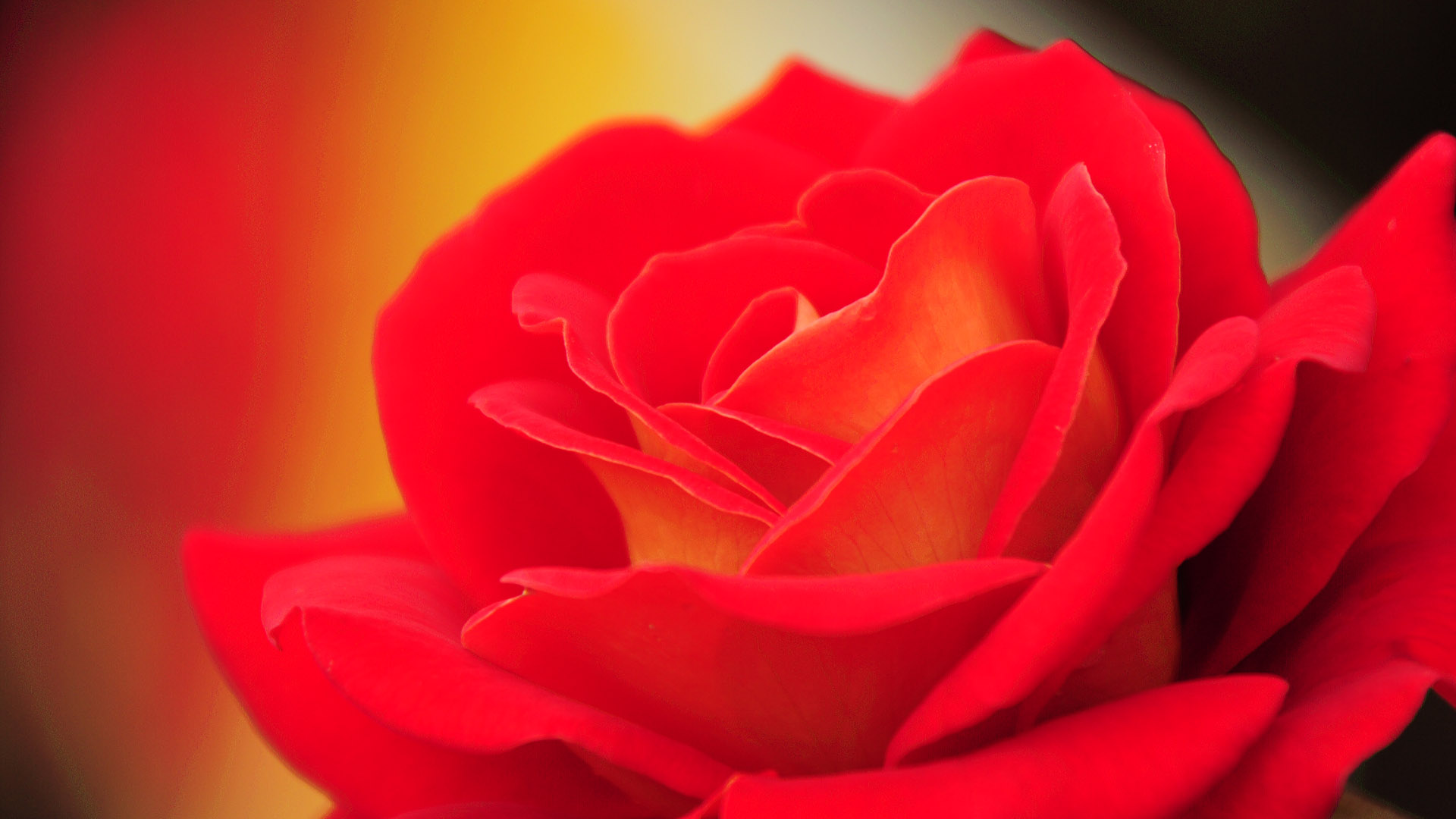 Red flower desktop background picture