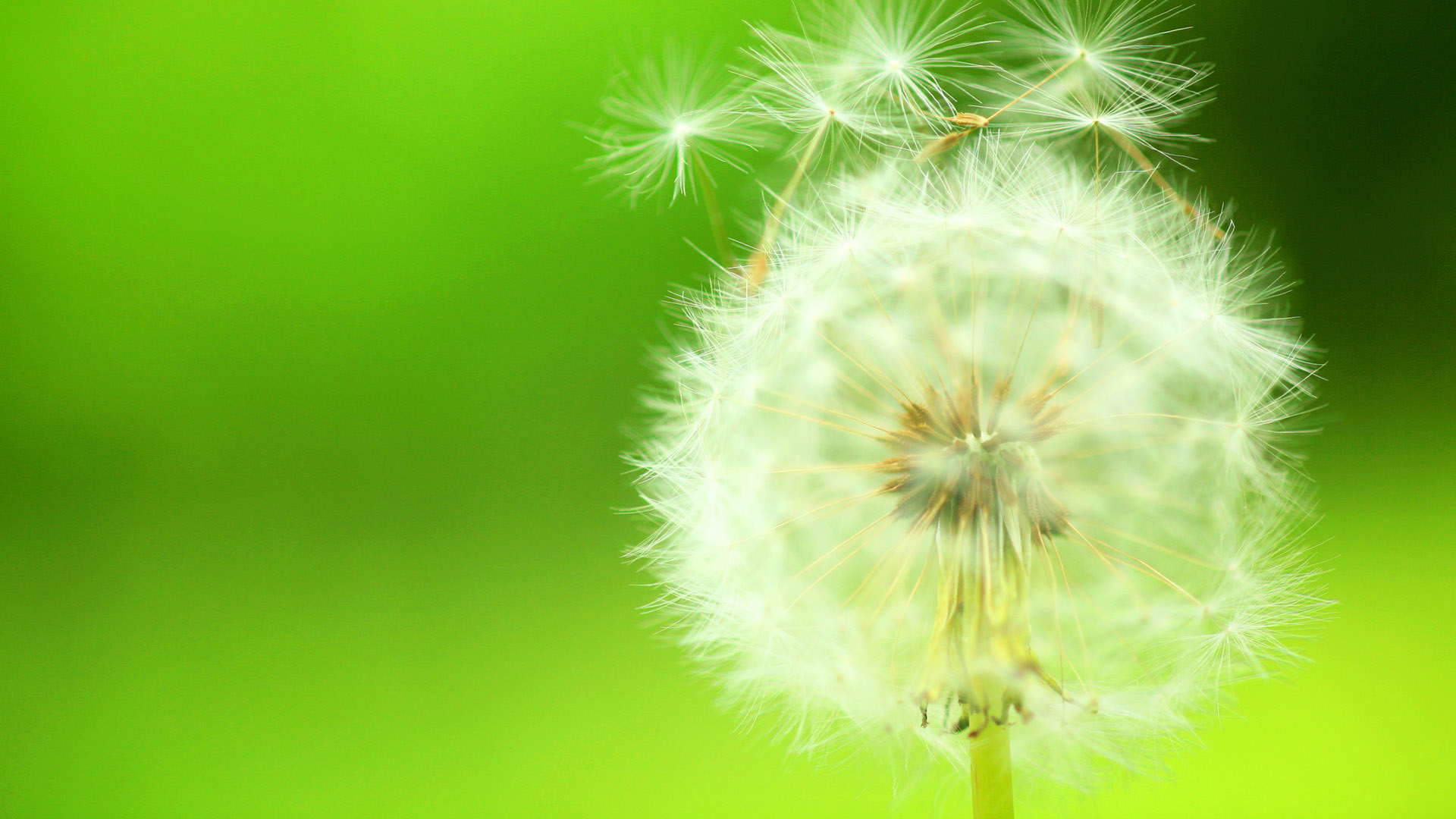 Dandelion Desktop Background Picture