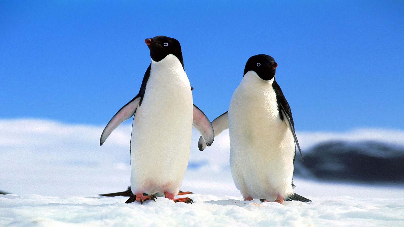Antarctic penguin desktop wallpaper
