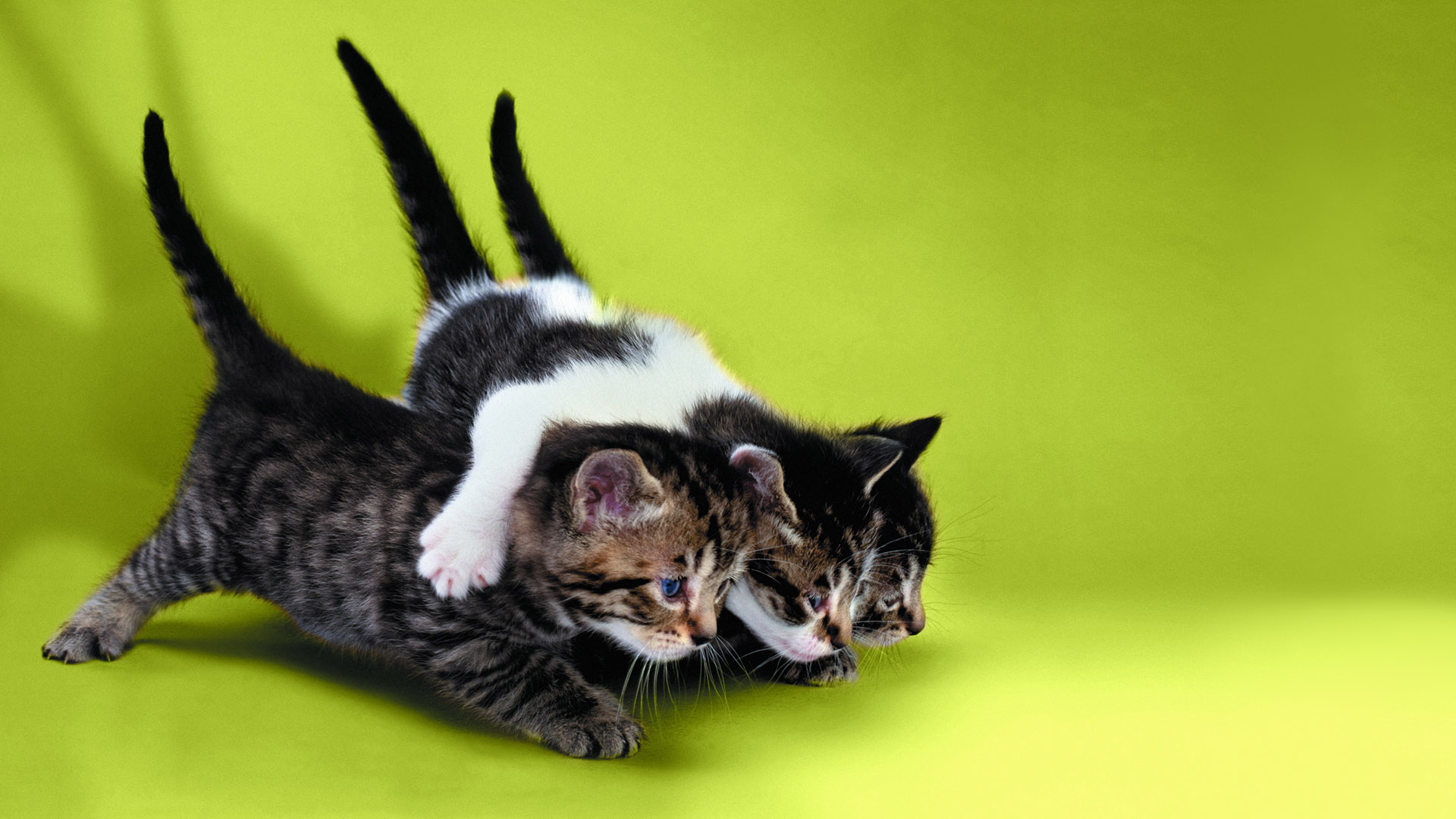 Three cute kittens computer desktop wallpaper