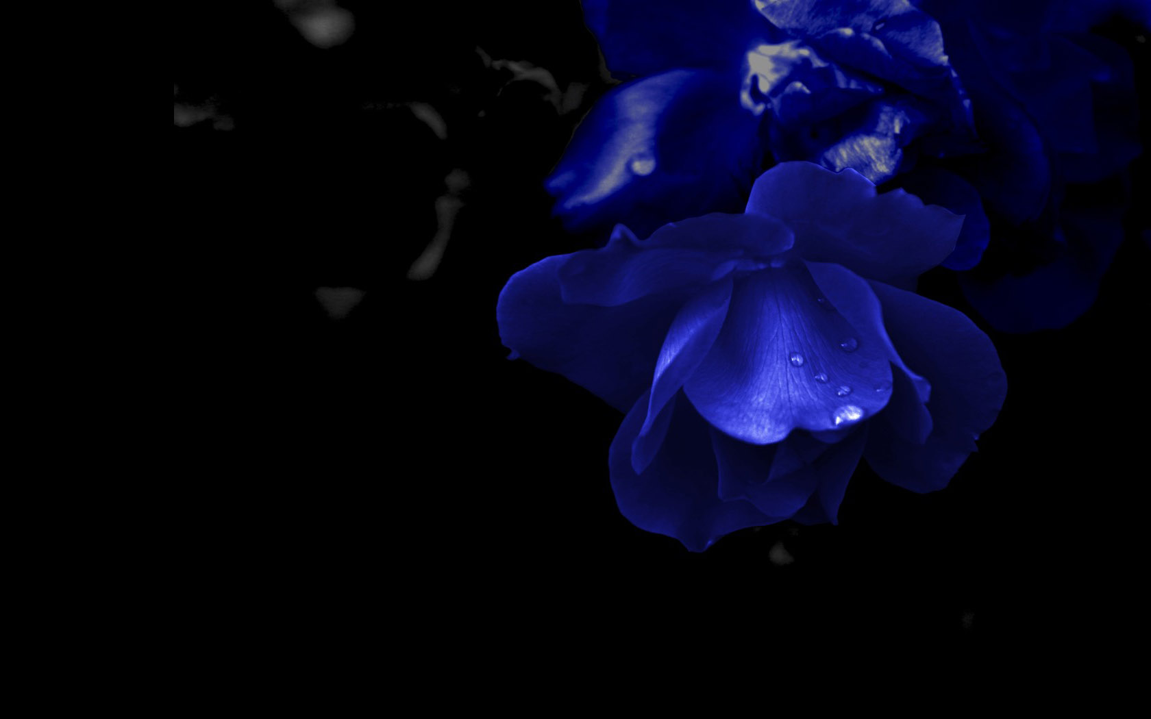 beautiful blue flower desktop wallpaper