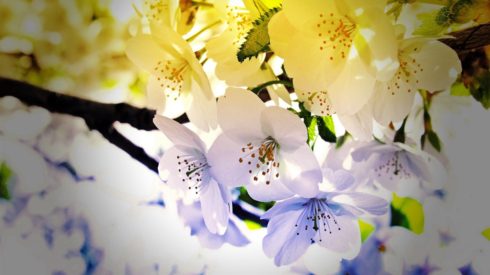 HD flower desktop wallpaper