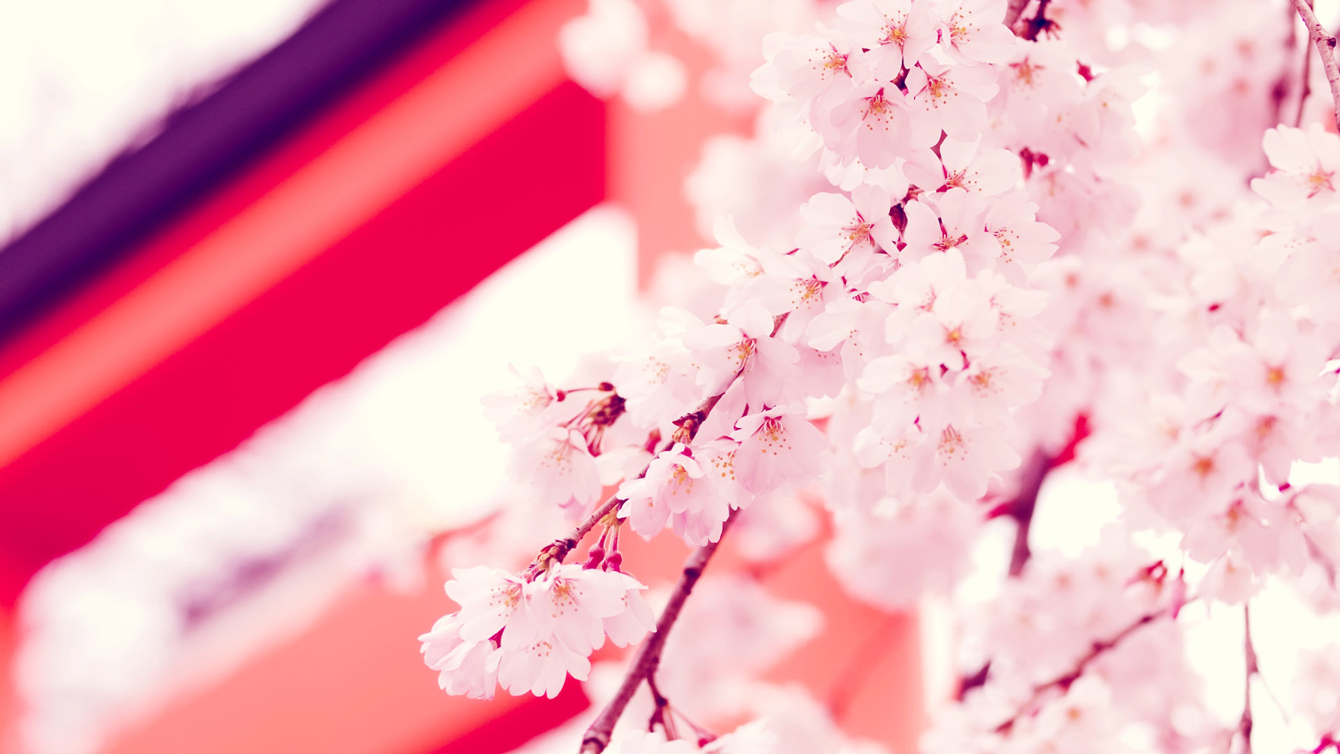 Spring Peach Blossom Wallpaper, Peach Blossom Picture Desktop