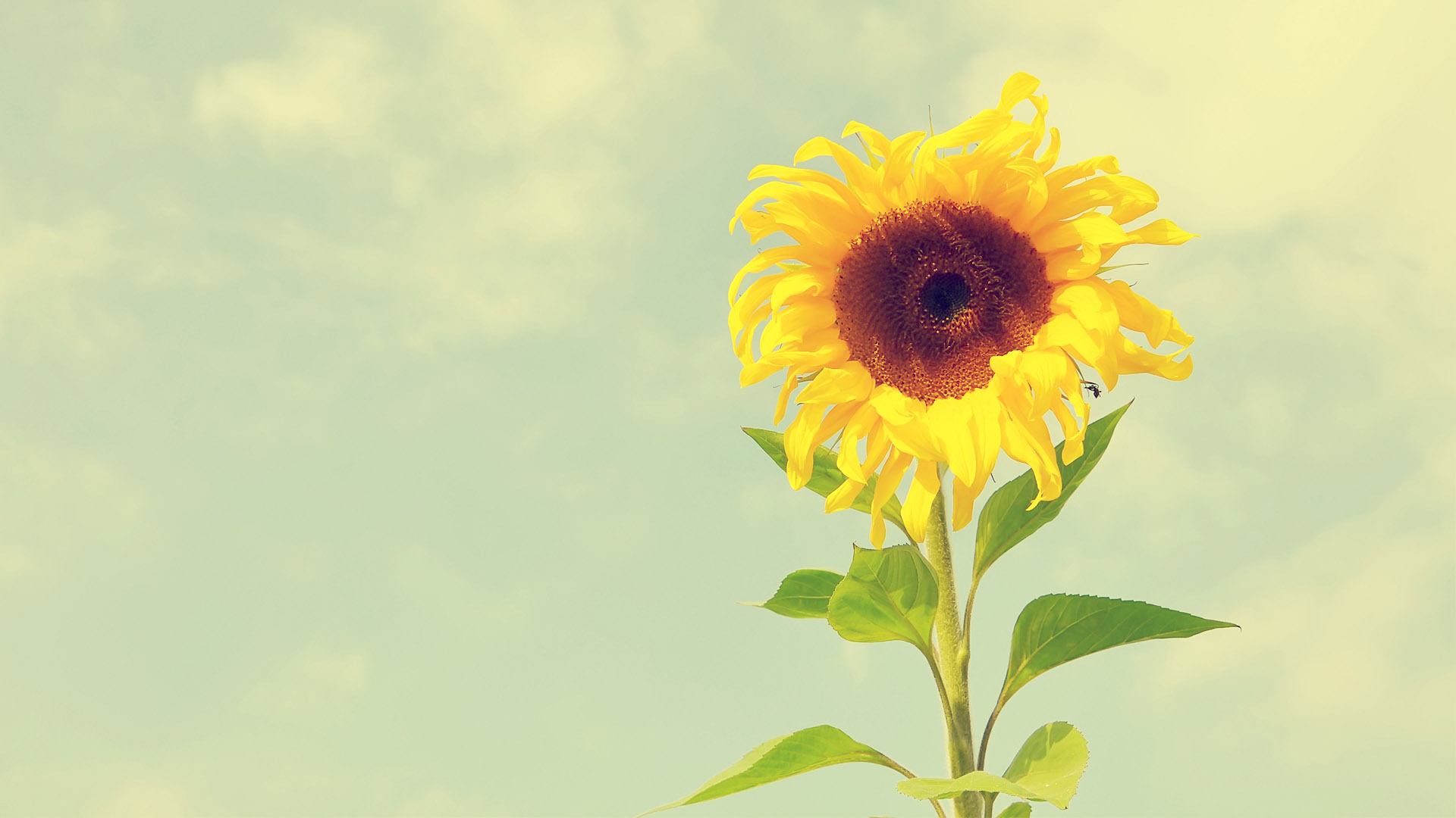 Sunflower Widescreen HD Wallpaper
