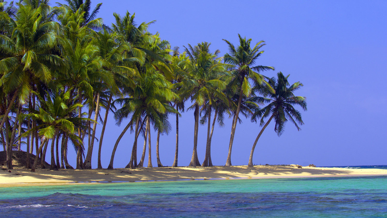 Coconut Tree Desktop Background