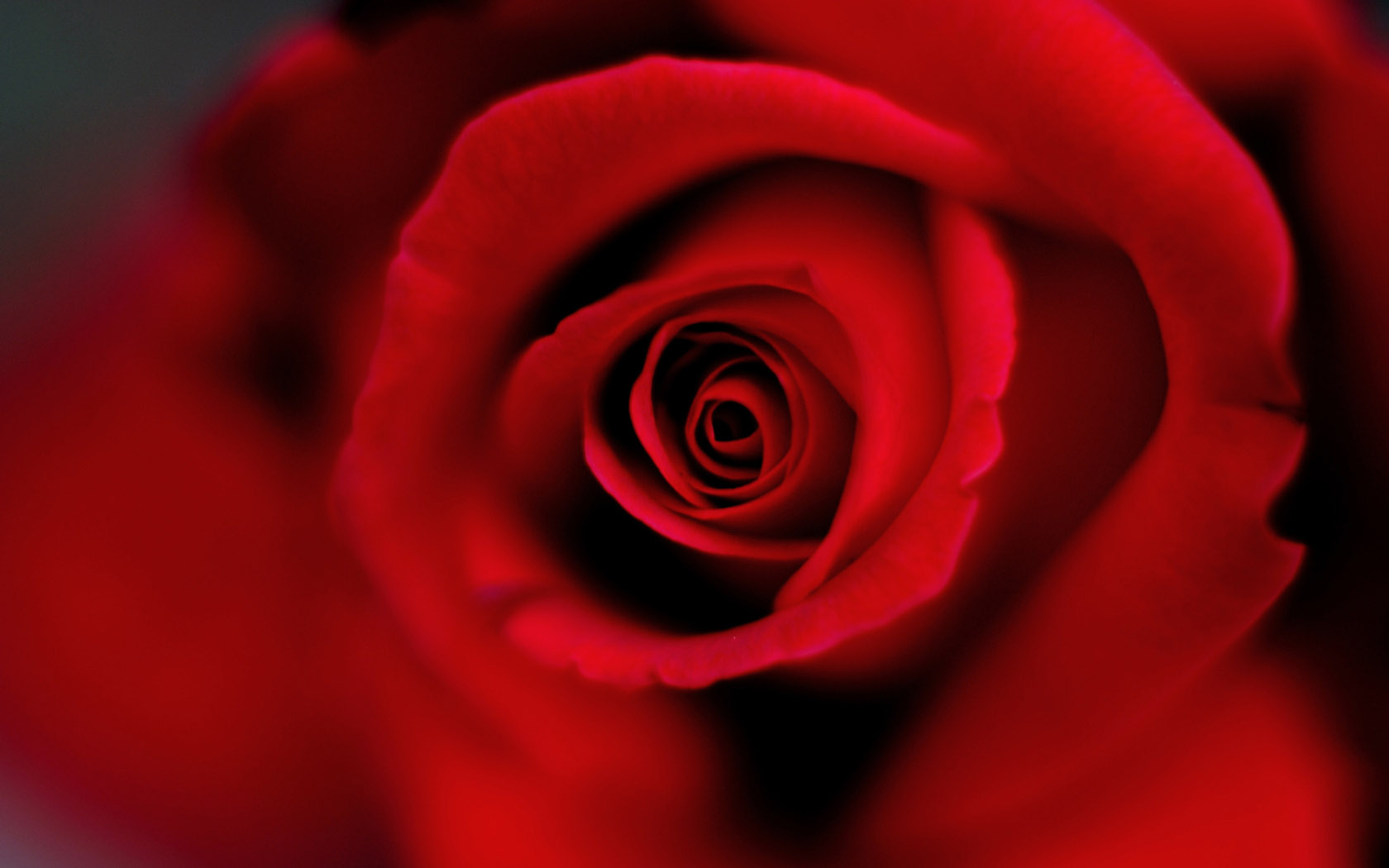 Big red rose desktop wallpaper