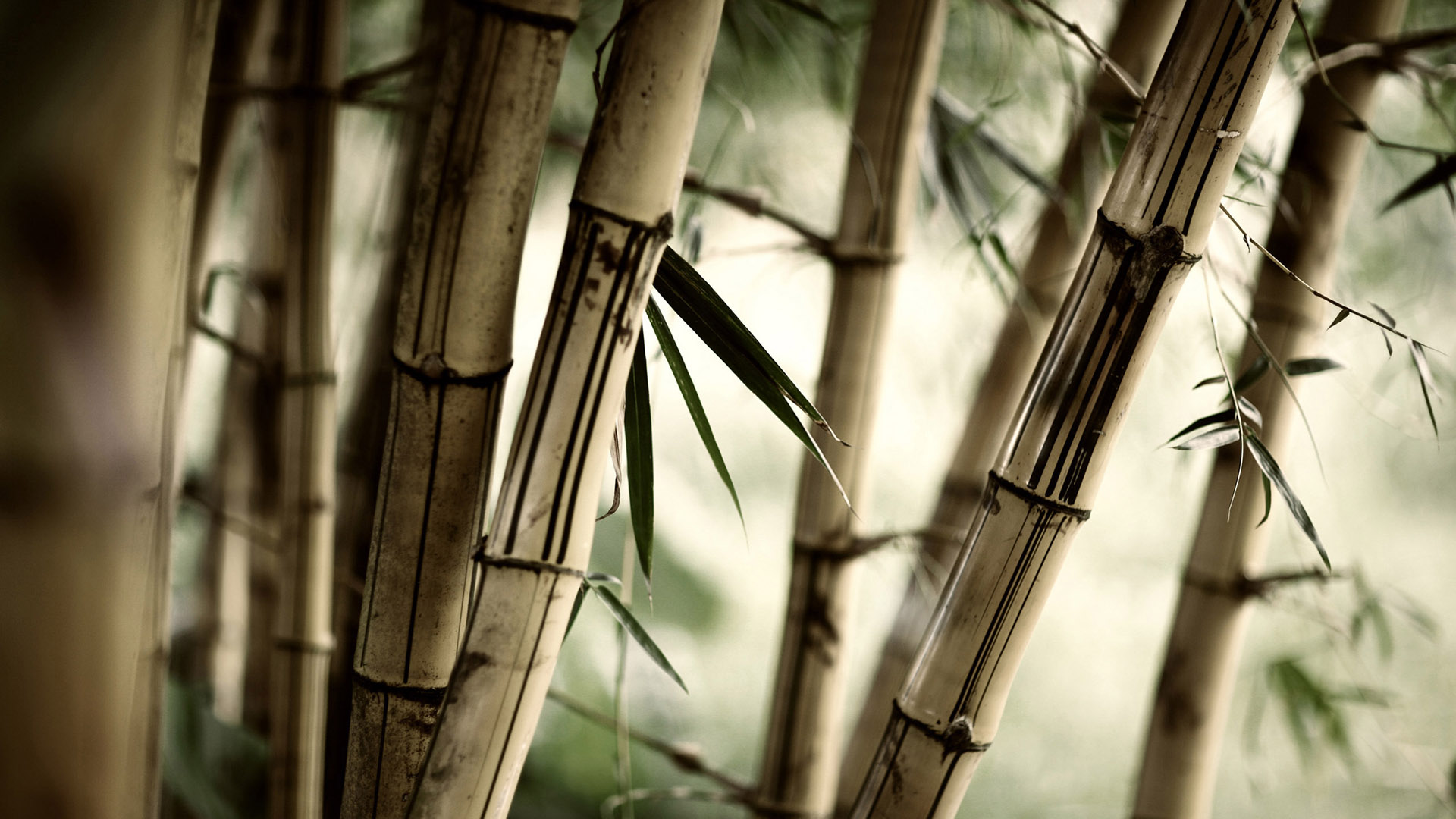 beautiful bamboo desktop background picture