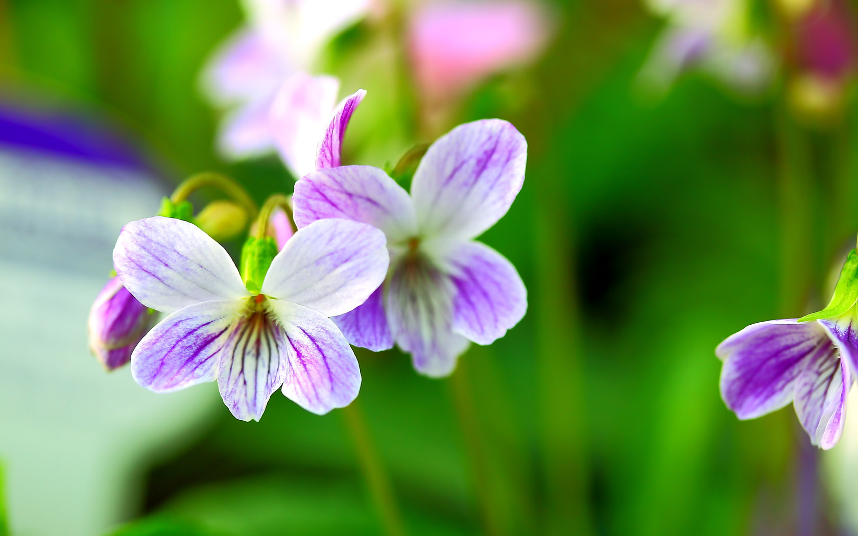 Flowers computer desktop background picture