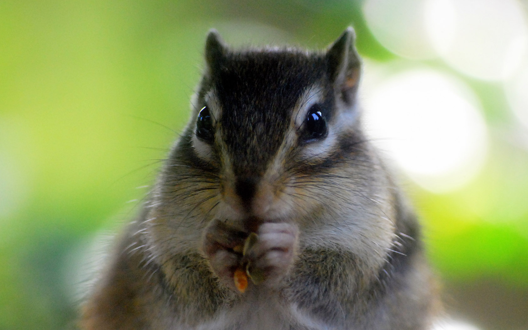 Cute Squirrel Desktop Wallpaper