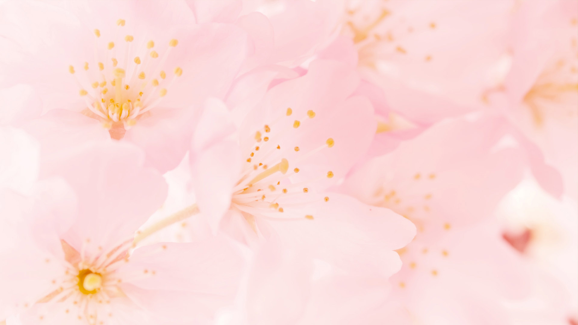 Pink aesthetic desktop background image