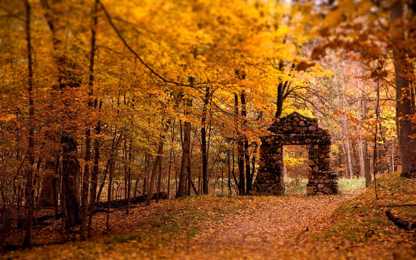 Desktop picture of autumn maple leaves