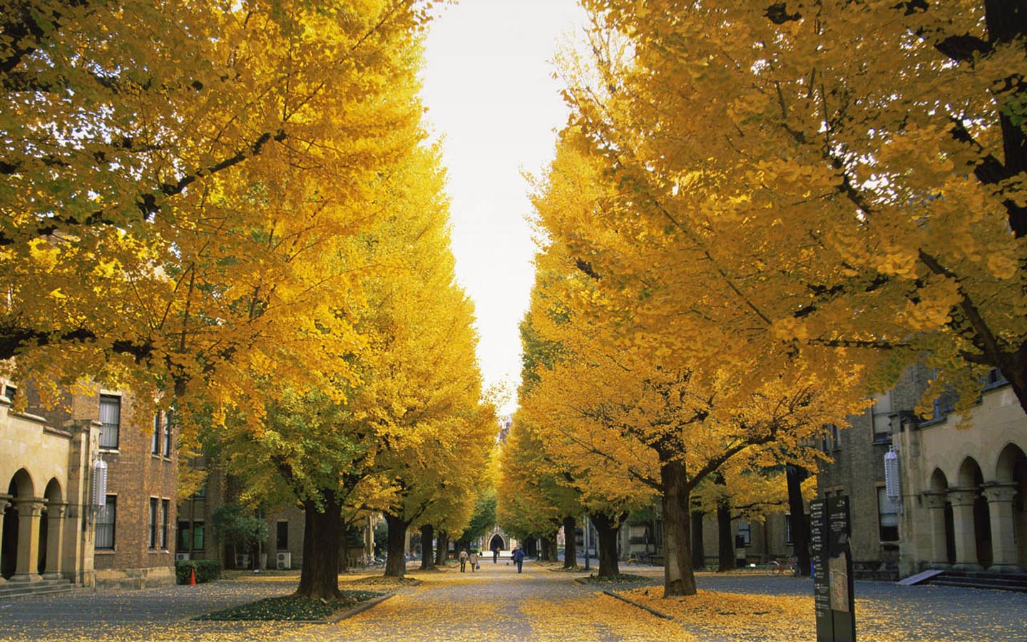 Autumn Street Landscape Desktop Wallpaper