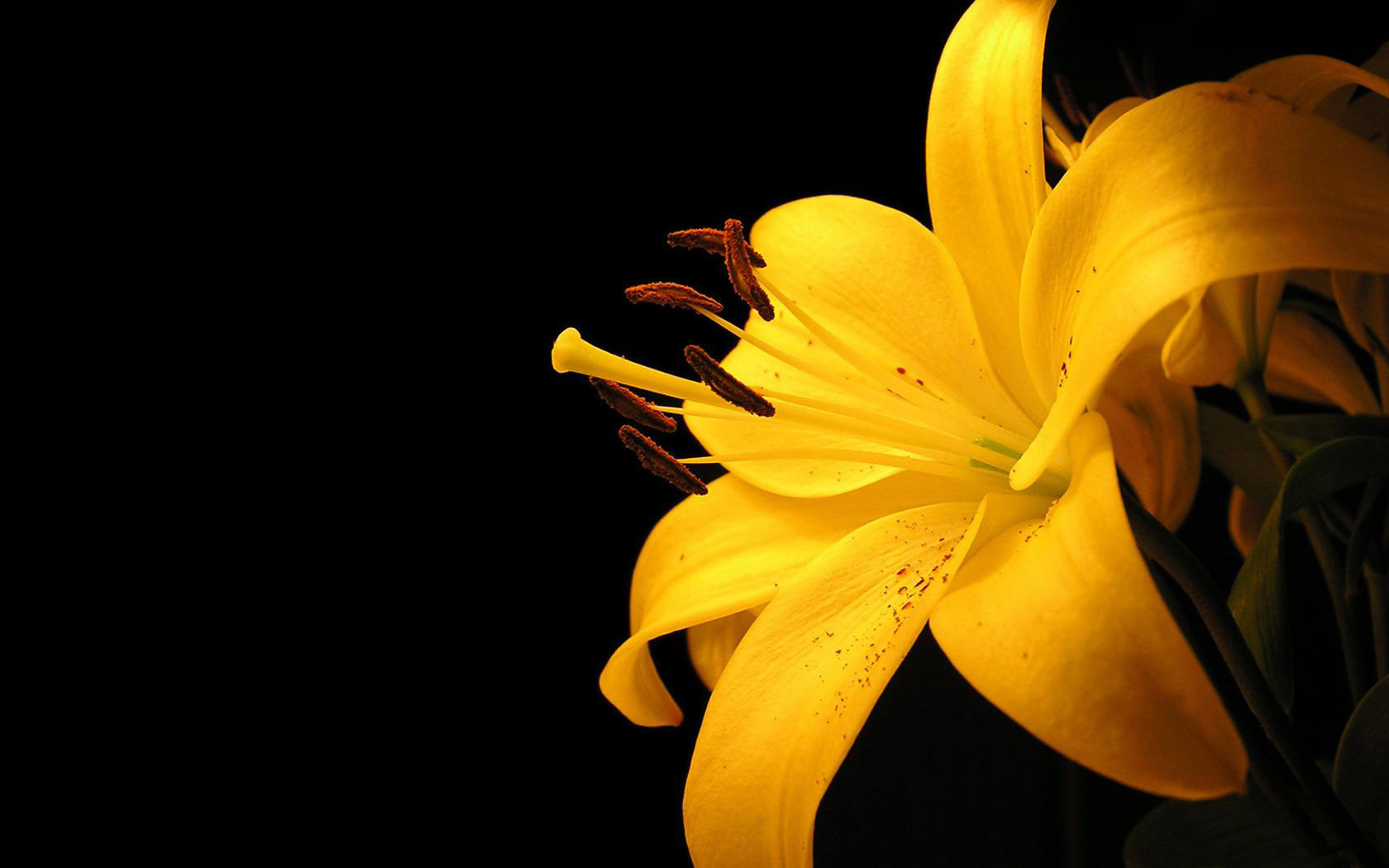 yellow flower desktop wallpaper