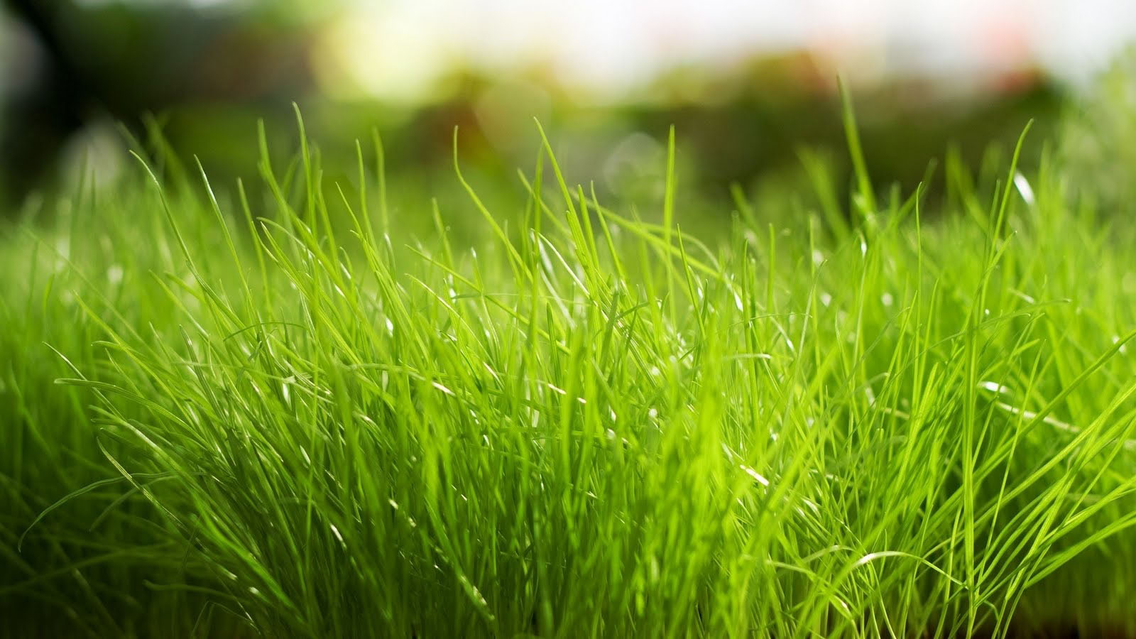 Green Grass Landscape Desktop Wallpaper