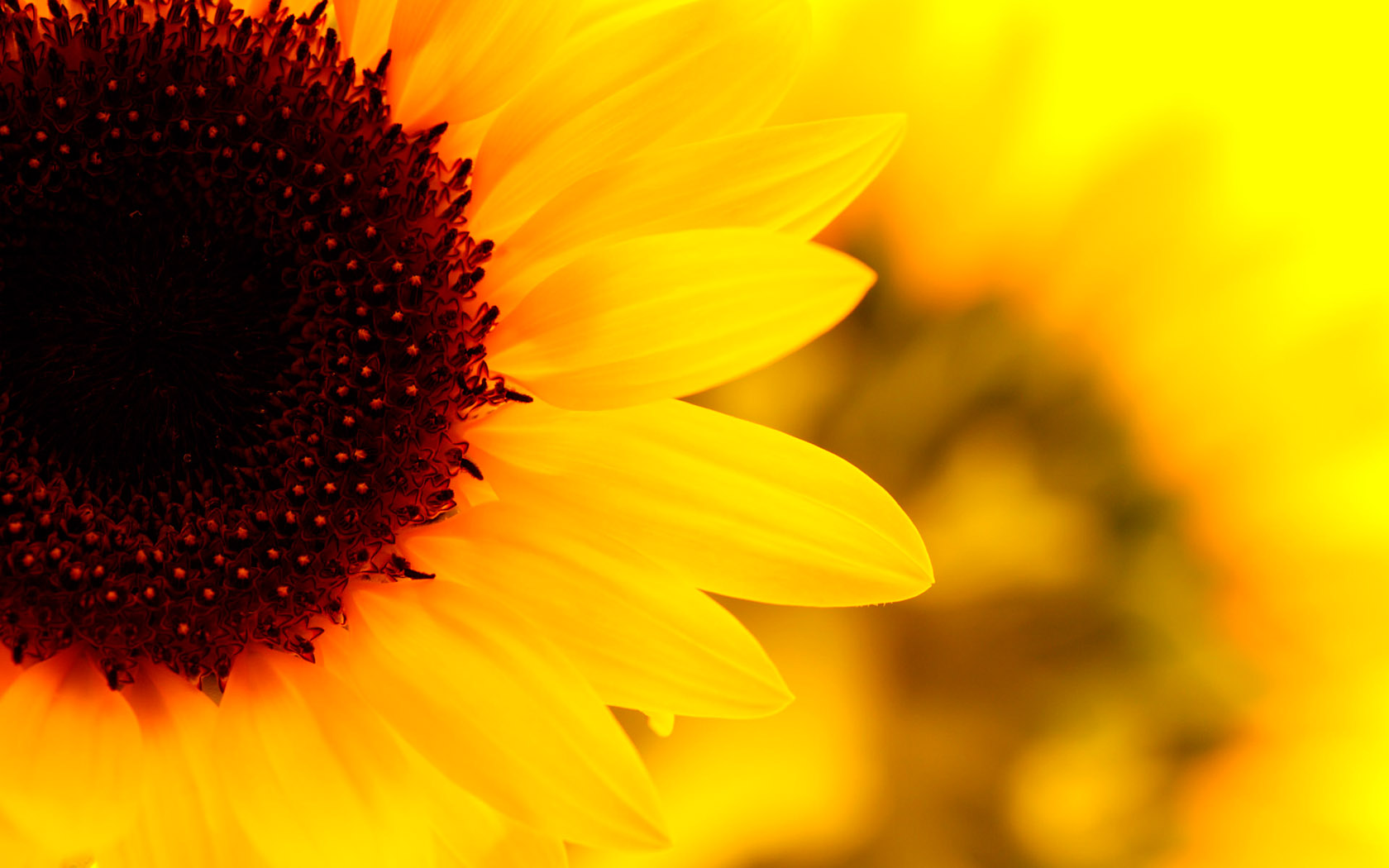Sunflower HD desktop wallpaper