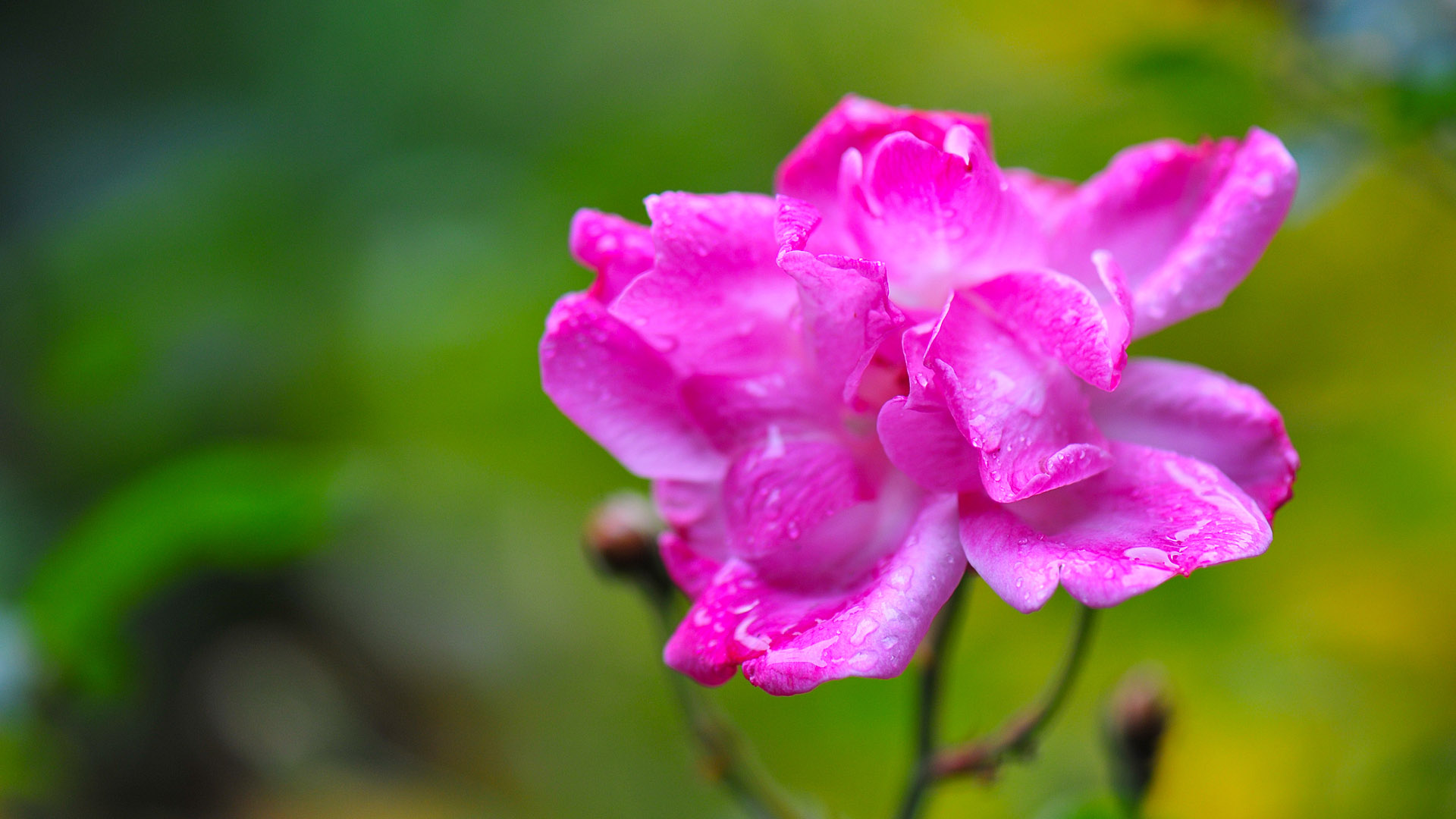 Desktop background picture of HD flower