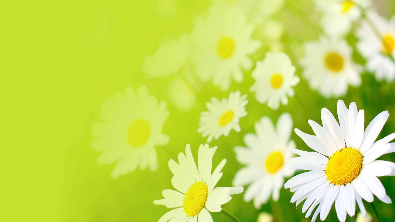Sunflower desktop background picture