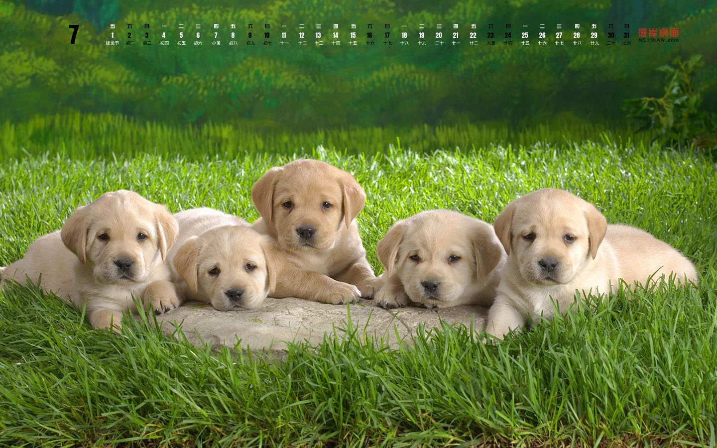 Cute Puppy July 2011 Calendar Desktop Wallpaper