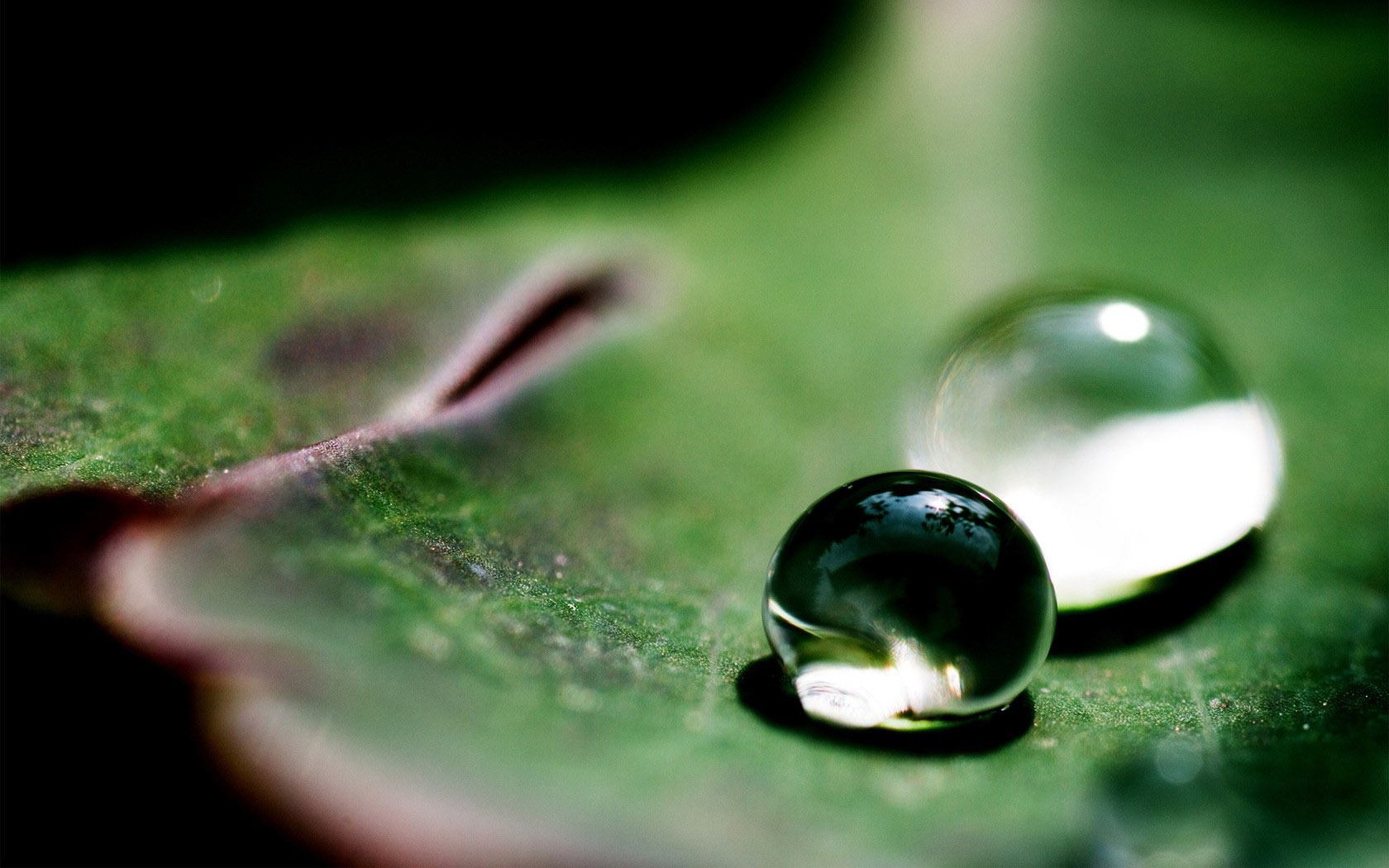 green leaf water drop desktop wallpaper